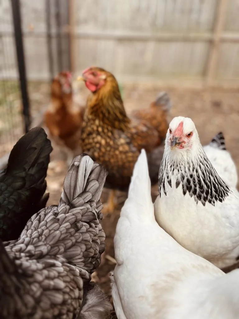 October Musings 4.jpeg