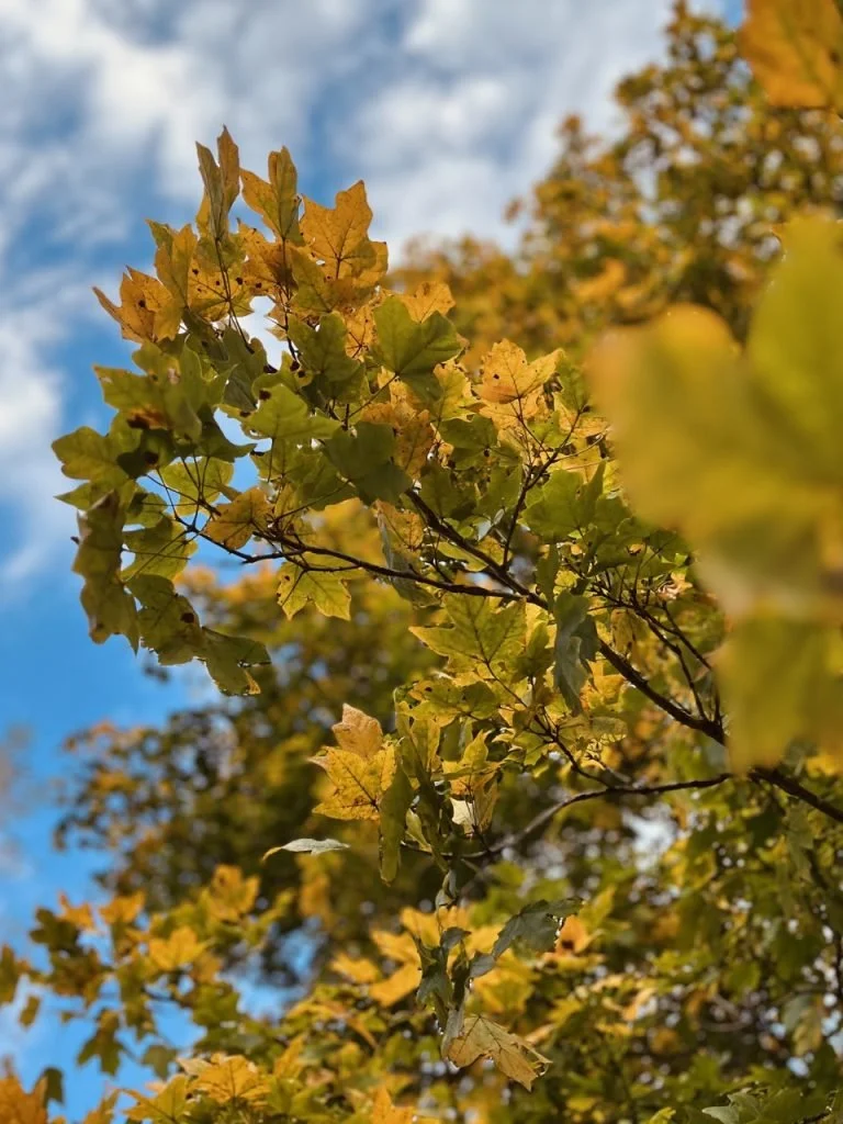 October Musings 13.jpeg