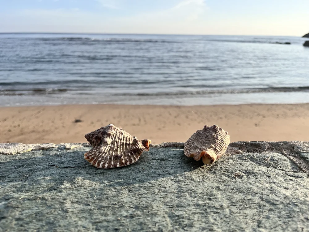 Shells ocean cap.jpg