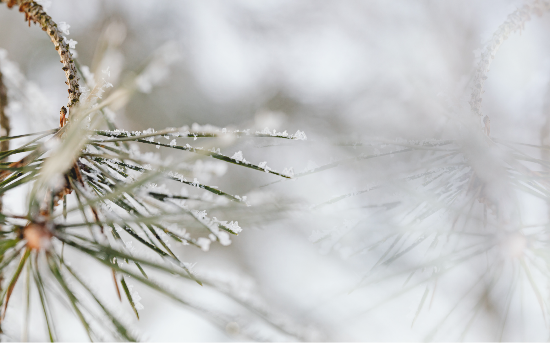 Beholding the Beauty of Christmas 