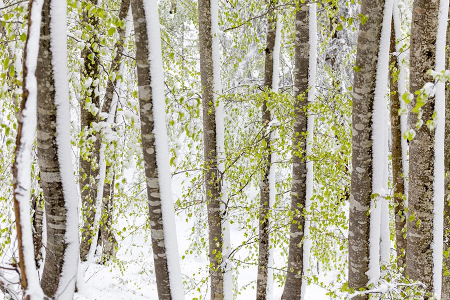 Proposte foto Frizzera - 64.jpg