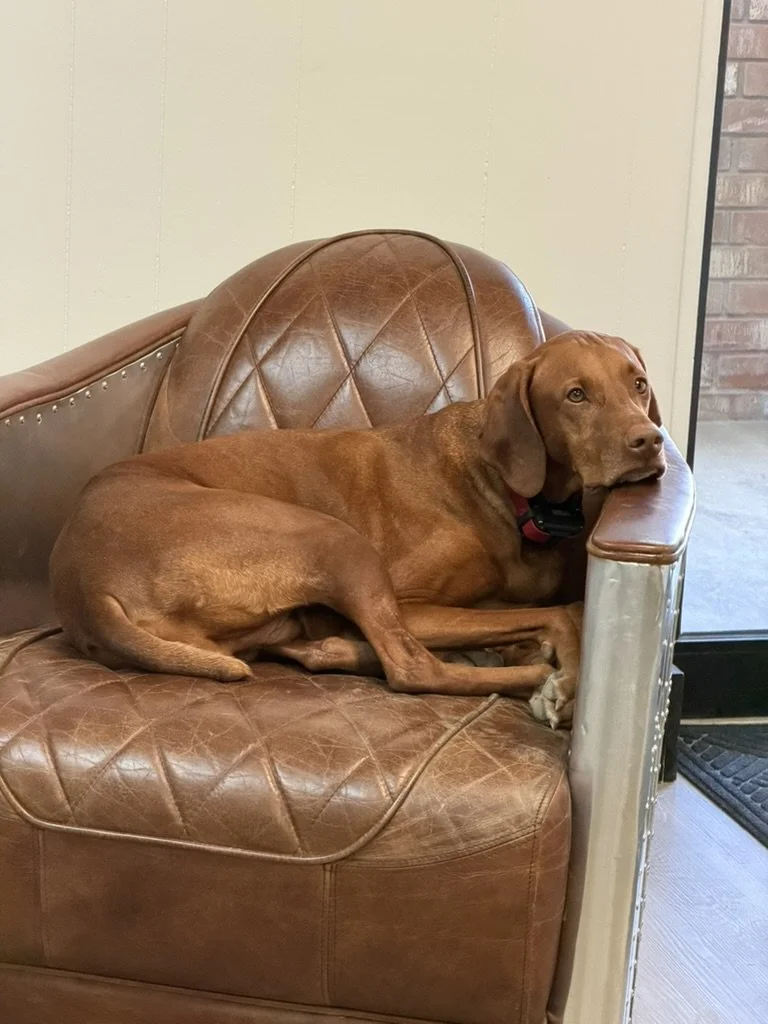 Shep taking a break