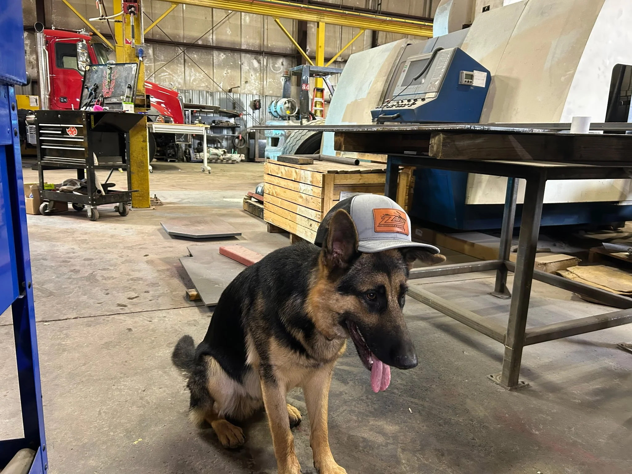 Teddy the Good Boy