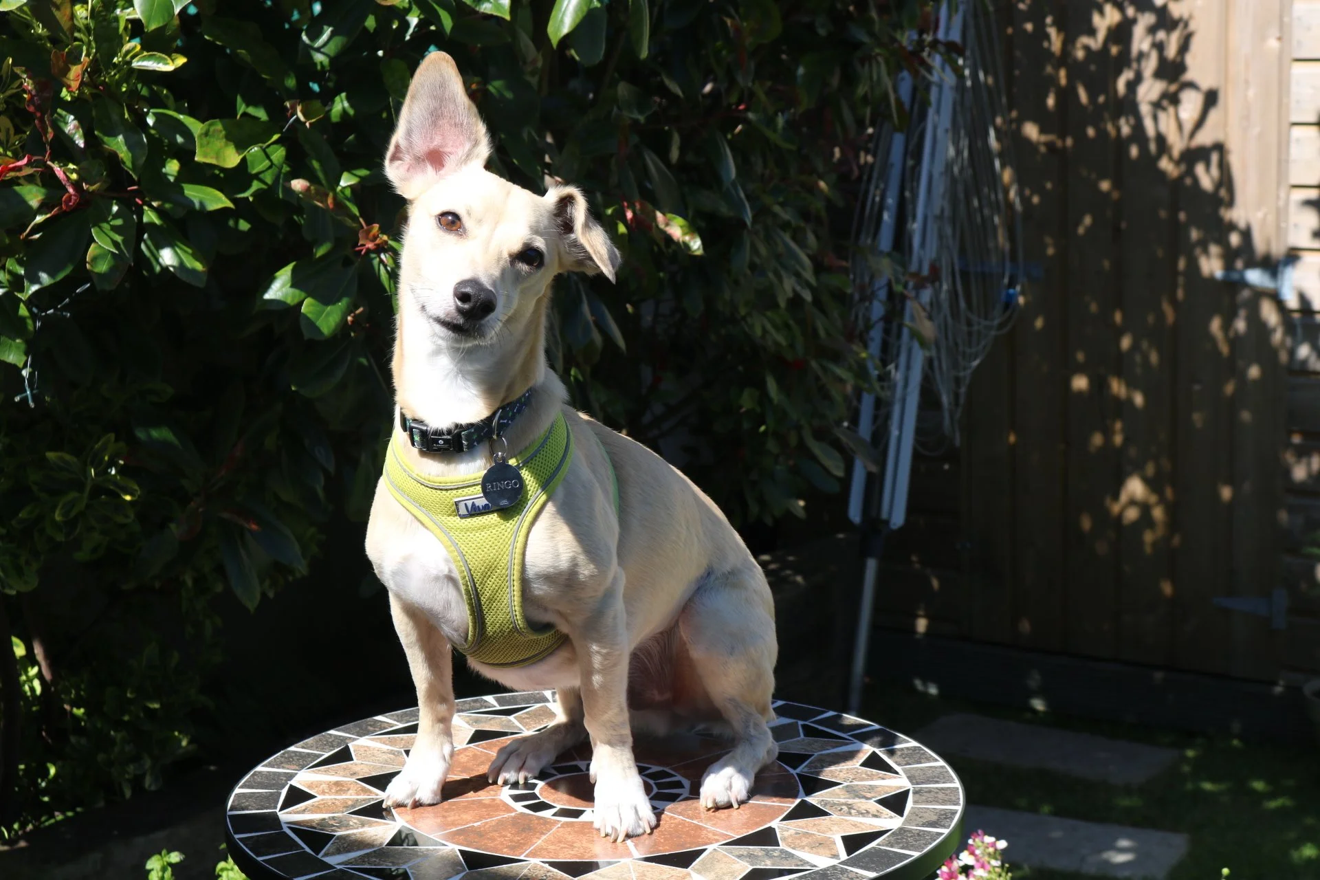 A dog wearing a green harness with a collar that reads Ringo sitting on a decorative outdoor table in a backyard with green bushes and a wooden fence in the background.