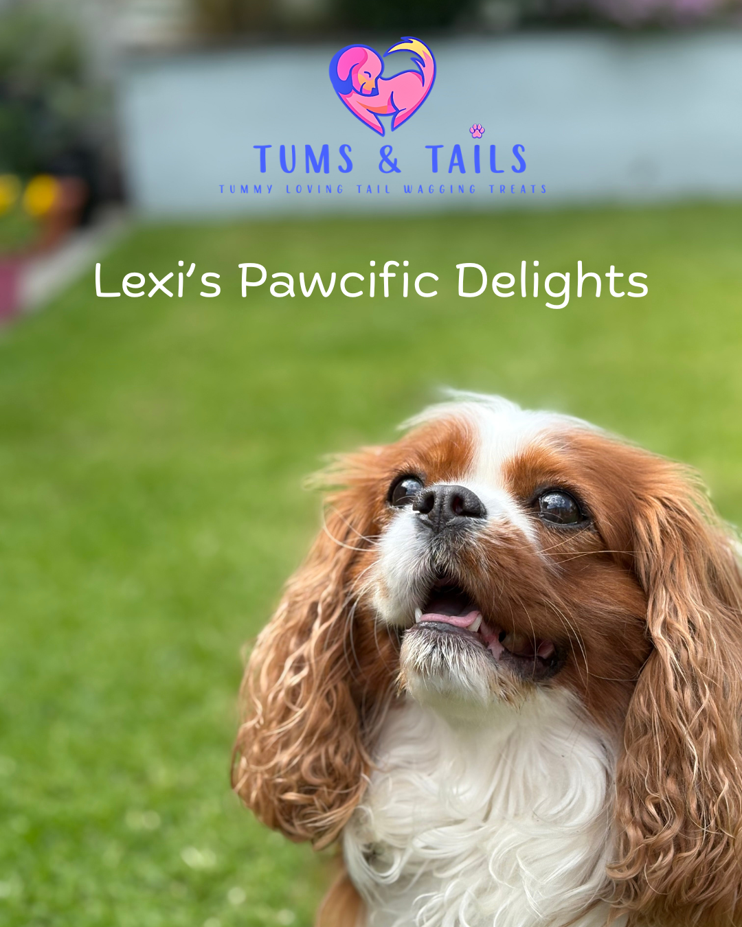 Cover image for 'Lexi's Pawcific Delights' featuring a photo of a Cavalier King Charles Spaniel dog with long, wavy ears and a white and brown coat, outdoors on green grass.