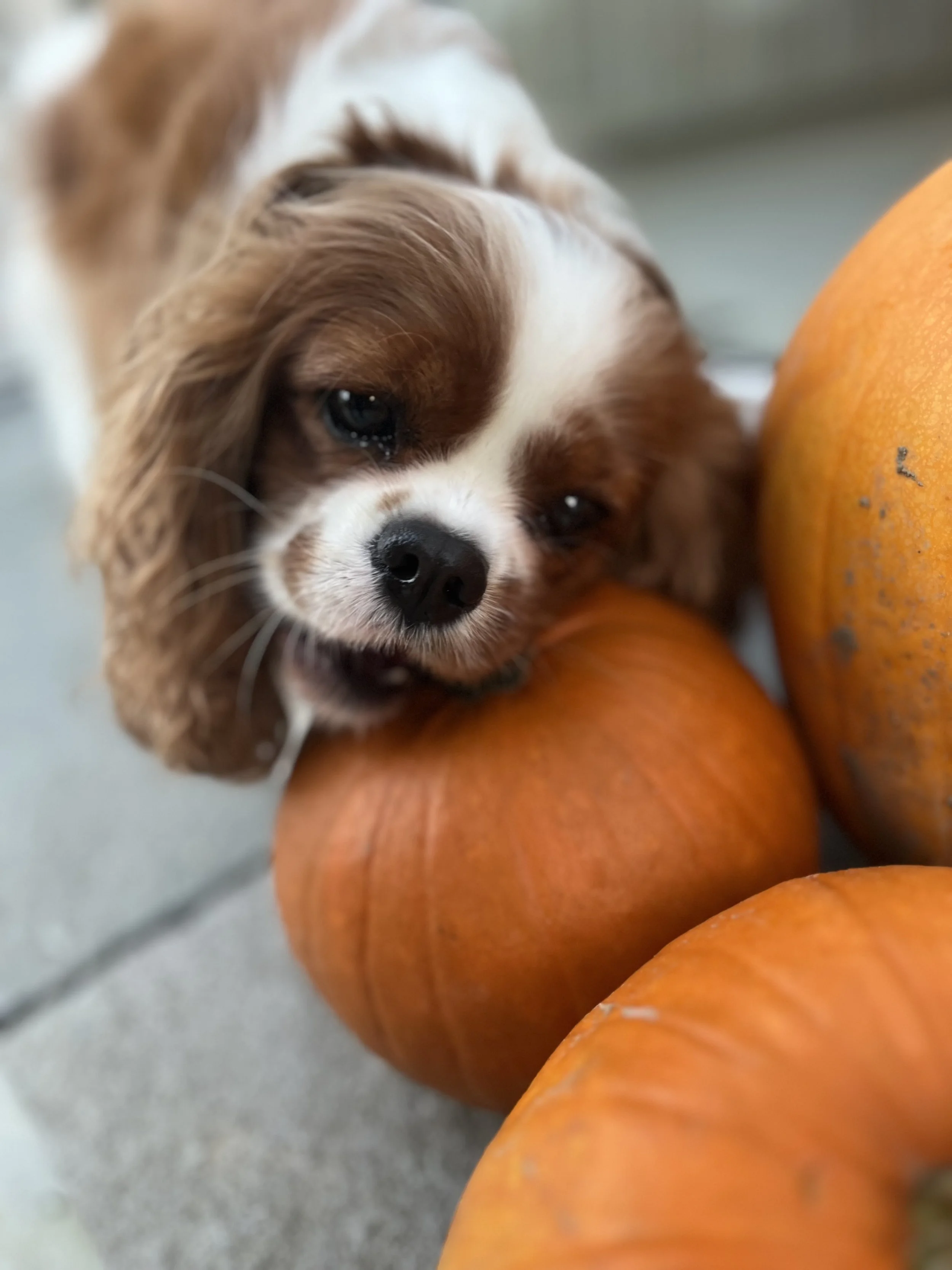 🎃 Start Early to Keep Pets Calm During Halloween