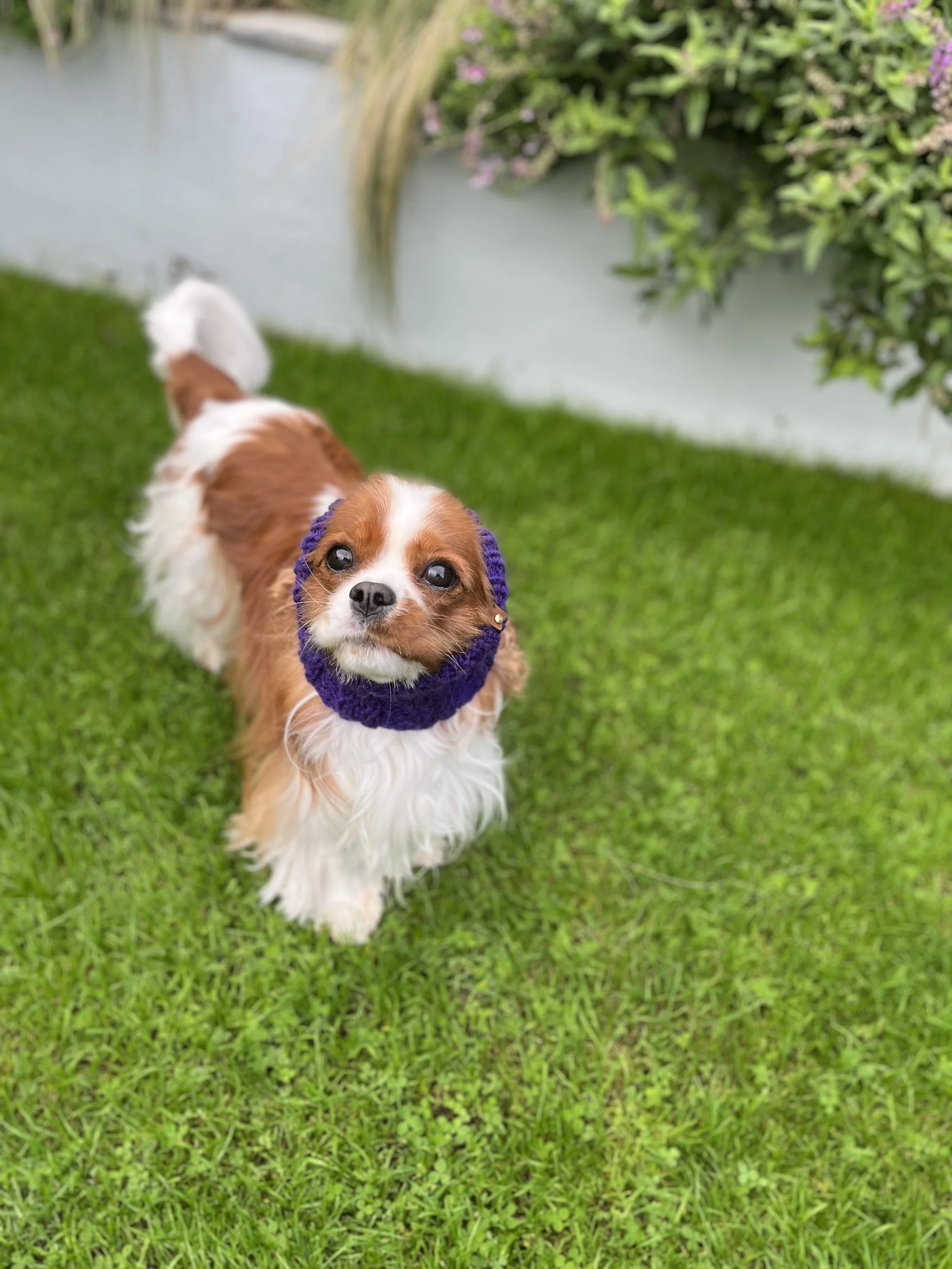 🔕 Silence the Scares: A Dog Parent’s Guide to Halloween Noise