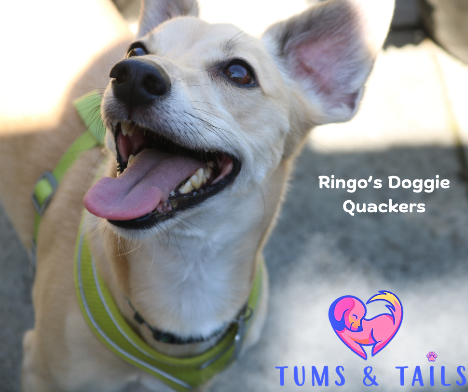 A happy young dog with light fur and a green harness, panting with tongue out, outdoors with sunlight, and text overlay reading 'Ringo's Doggie Quackers' and the logo of a pink and purple dog inside a heart shape, with 'TUMS & TAILS' written below.