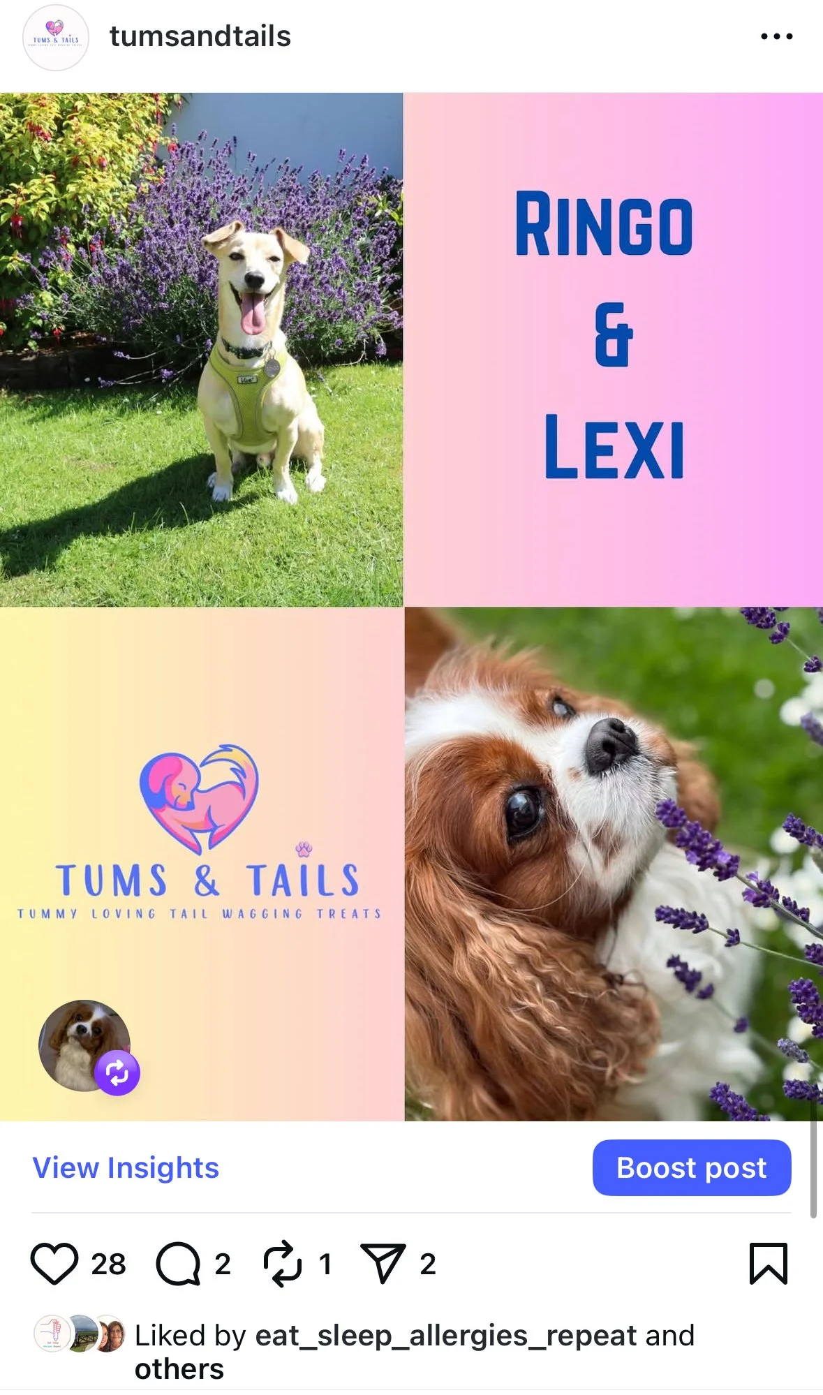 A collage featuring two dogs and branding for Tums & Tails, a company offering tummy-loving tail-wagging treats. The top left shows a smiling dog sitting on grass in front of purple flowers. The bottom right features a close-up of a Cavalier King Charles Spaniel among lavender flowers. The top right and bottom left contain stylized text and logo for Tums & Tails.