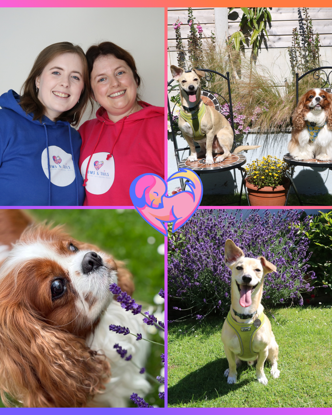 A collage of four images featuring dogs and people in outdoor and indoor settings. The top left shows two women in colorful hoodies smiling at the camera. The top right shows two small dogs sitting on chairs outdoors with plants in the background. The bottom left shows a close-up of a small brown and white dog with long ears among purple flowers. The bottom right shows a small dog sitting on grass in front of purple flowering bushes, panting happily.
