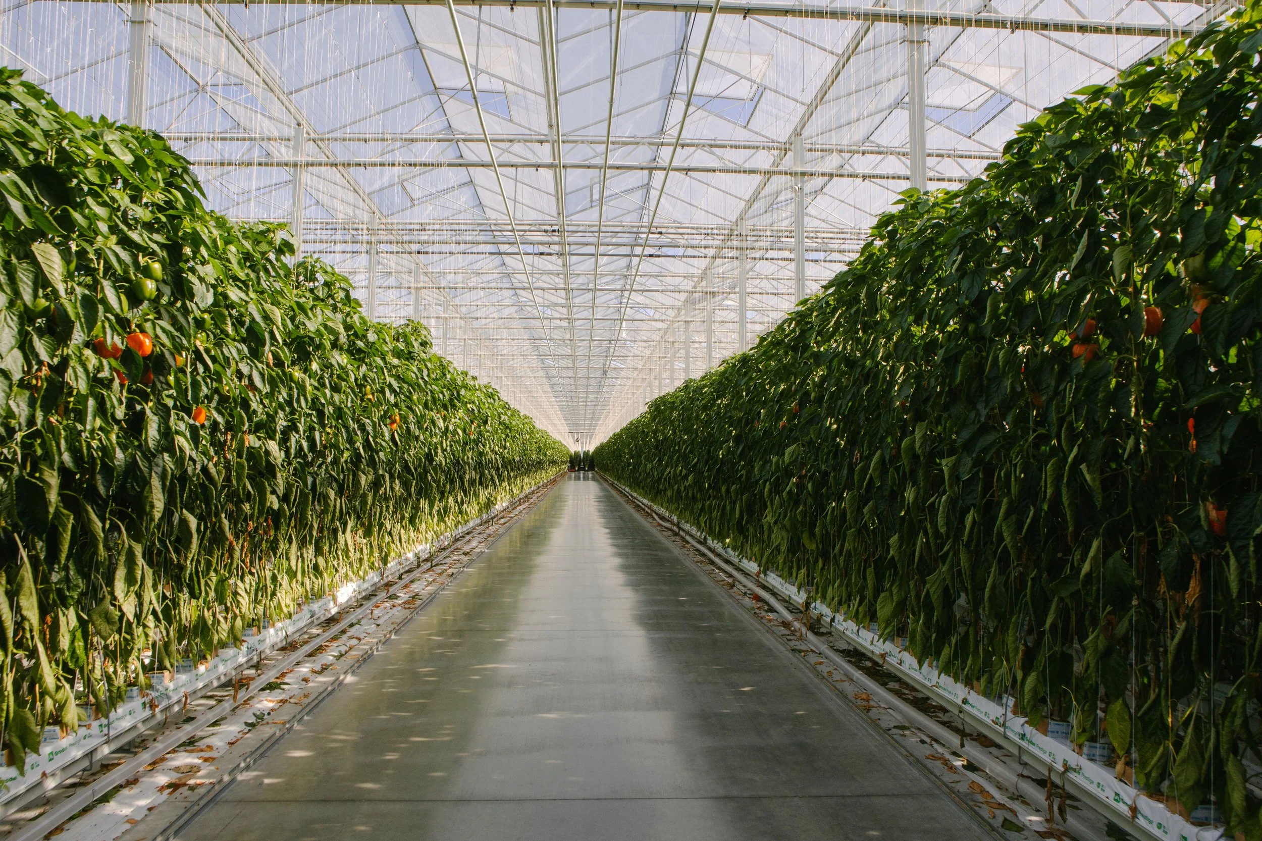 Windset-0067 - resize.jpg