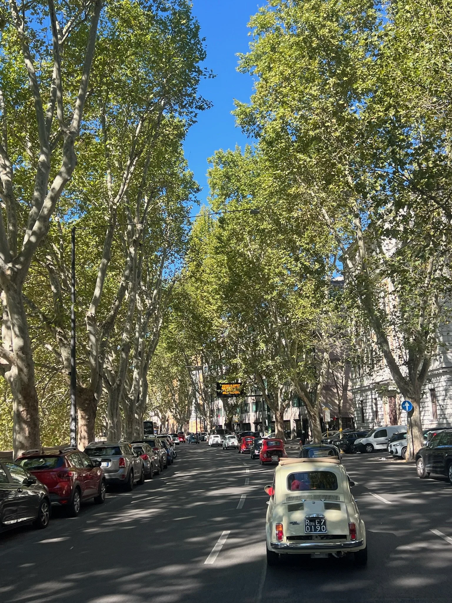 Strada cittadina con auto parcheggiate ai lati e grande tetto di alberi verdi sopra, sotto un cielo blu chiaro.
