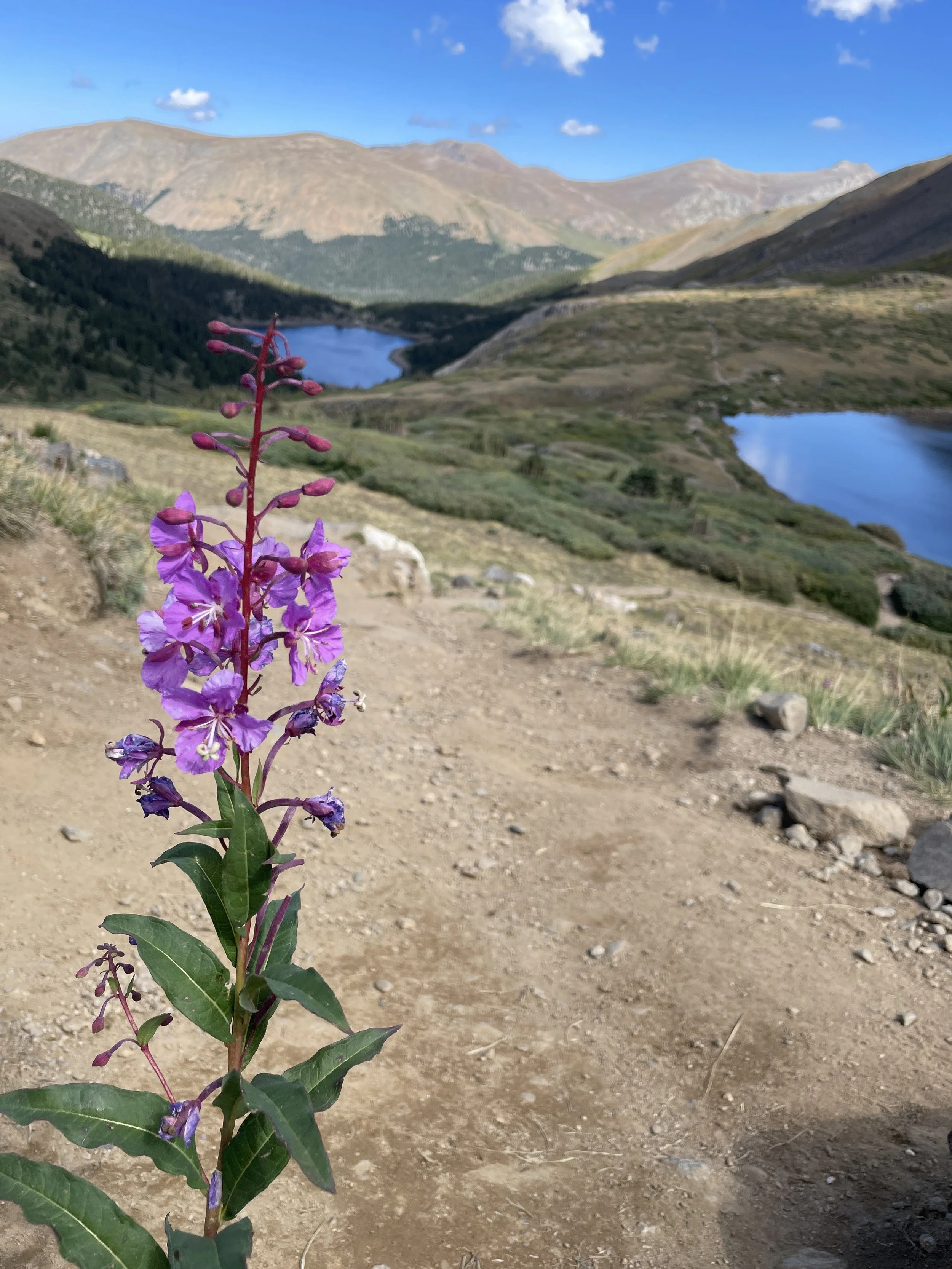 A high alpine landscape with two mountain lakes  in the background and a purple fireweed flower in the foreground.