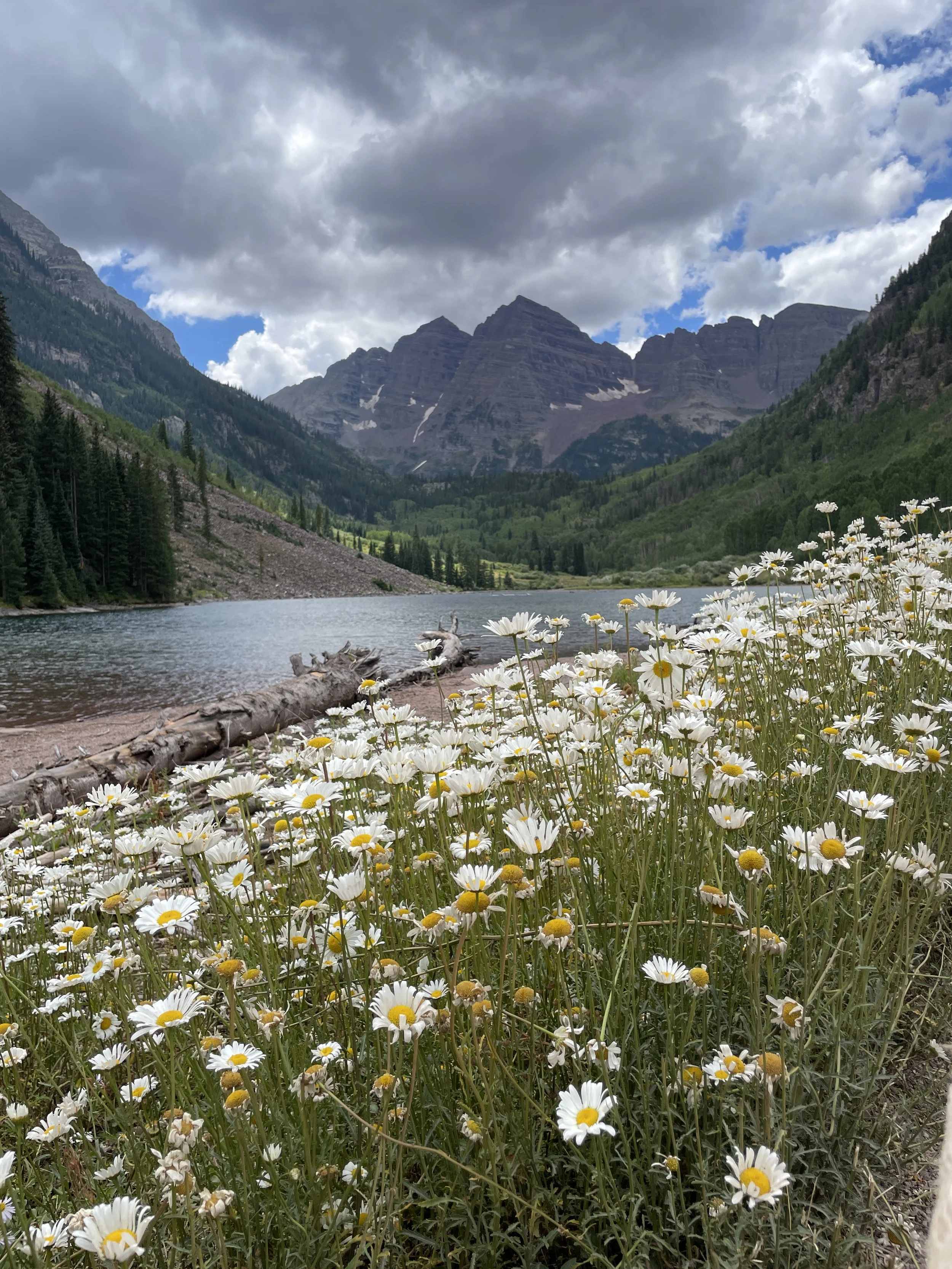 Maroon Bells of Aspen, Colorado with white and yellow daisies in the foreground.