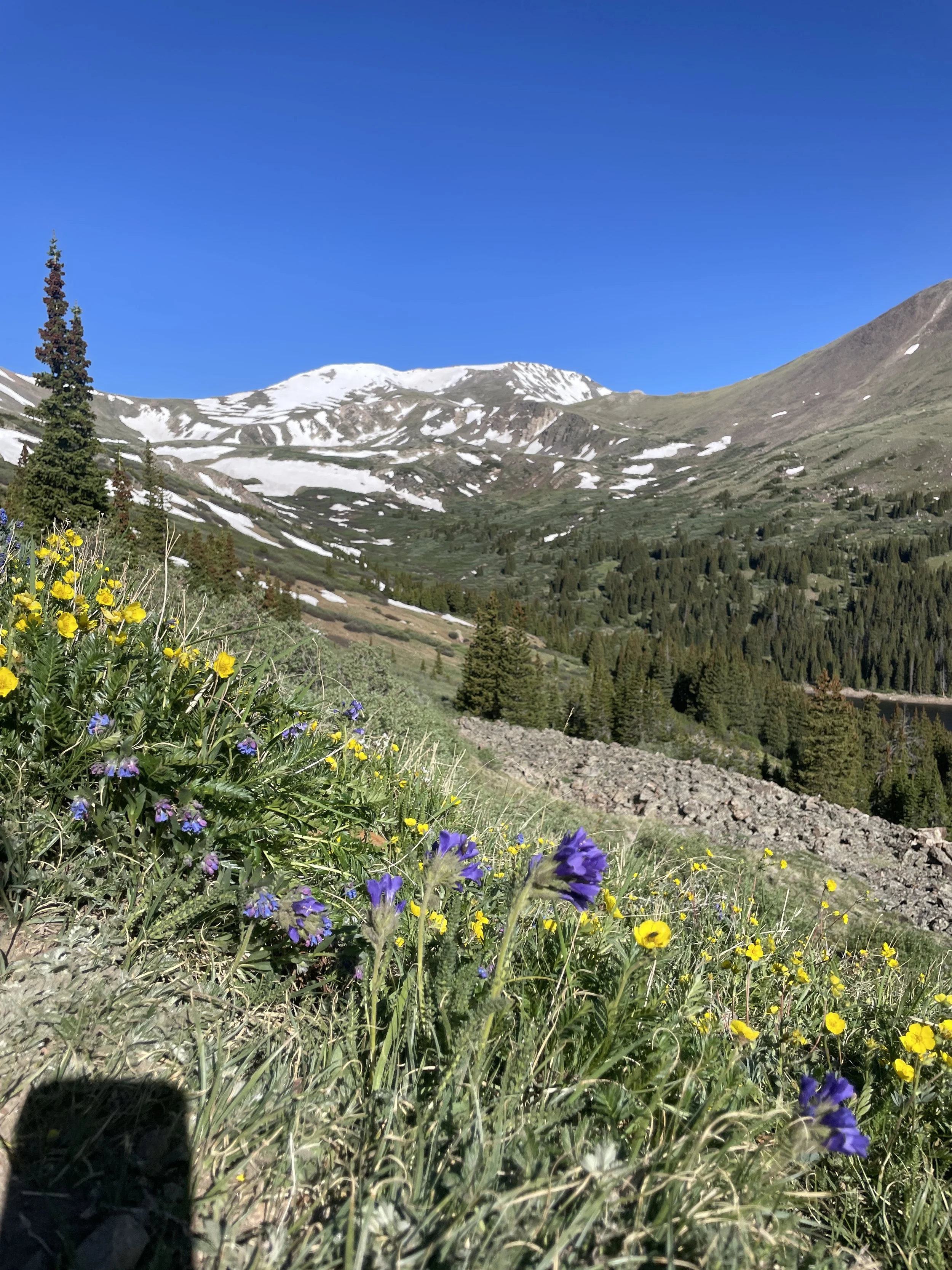 Snowy mountain meadow with purple and yellow wildflowers in the foreground.