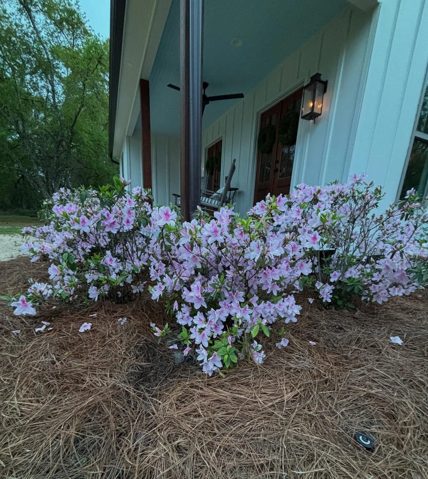 Favorite couple weeks of the year for us 🌸

Design | Build

#construction 
#renovation 
#azaleas 
#castiron 
#landscape 
#homebuilding