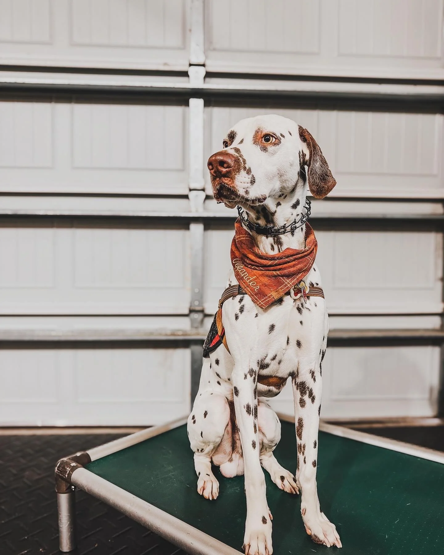 A Dalmatian dog sitting on a green pet bed in front of a gray garage door, wearing a red bandana around its neck.