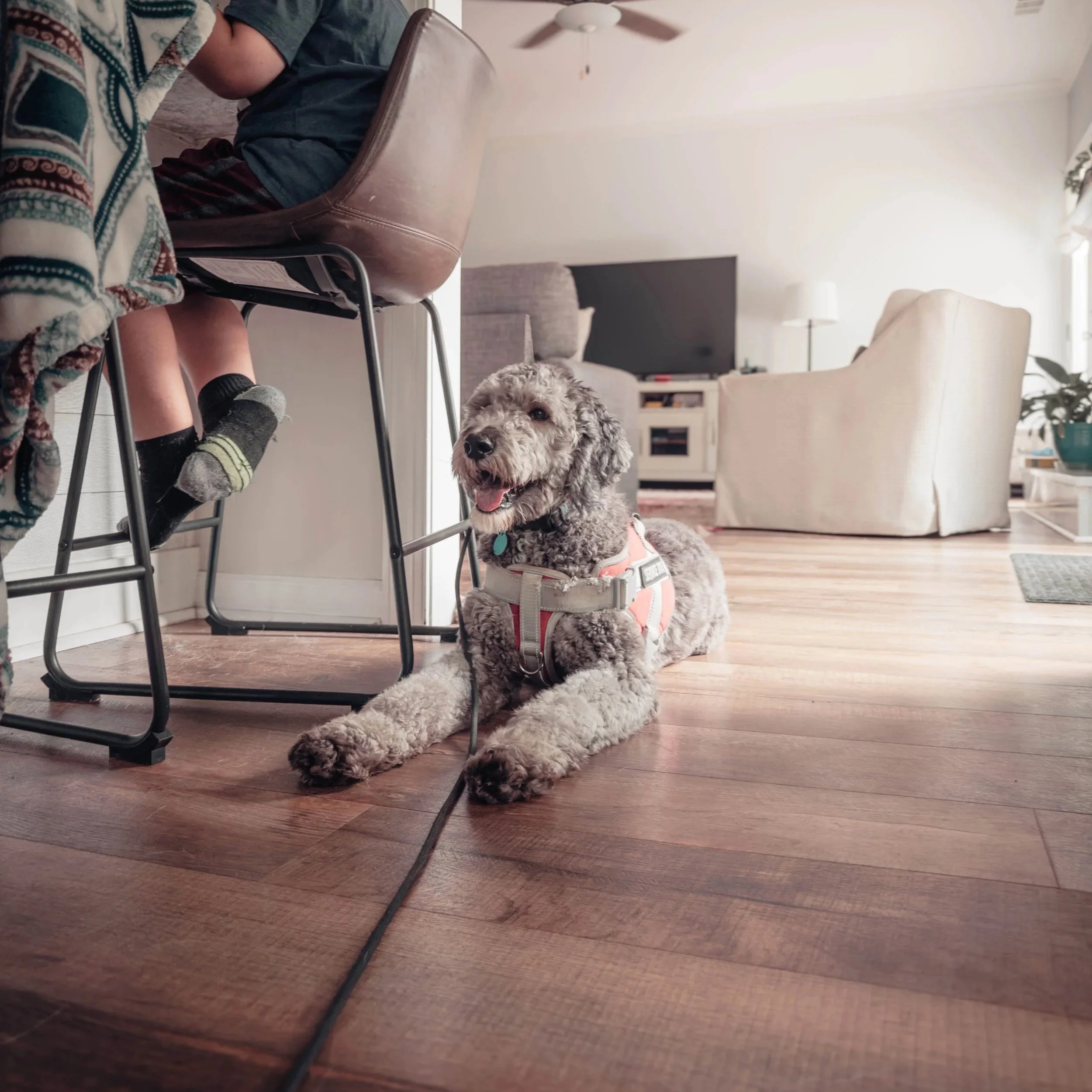 A gray curly-haired dog with a harness lying on a wooden floor, looking up and panting.