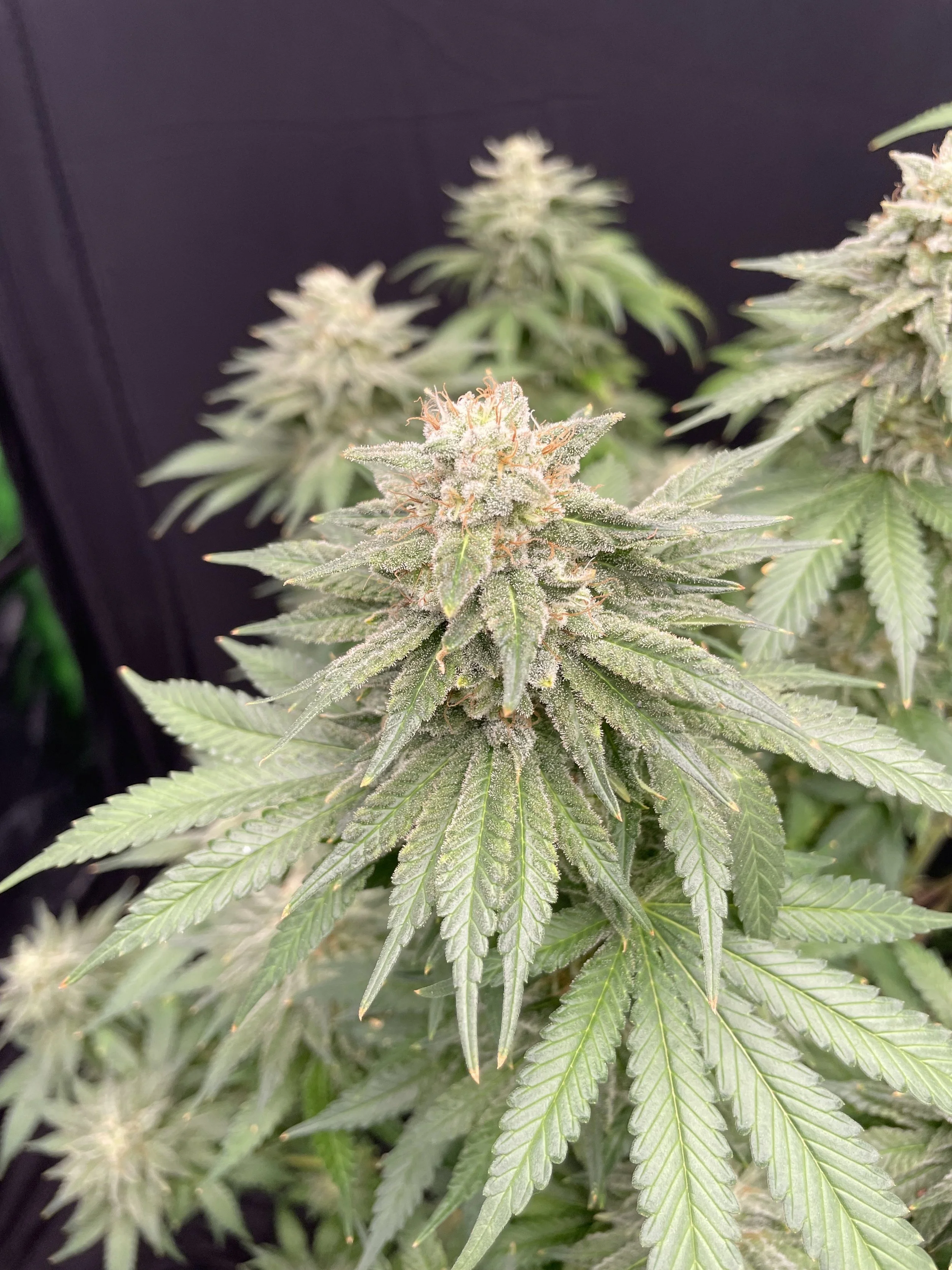 Close-up of a flowering cannabis plant with green leaves and white trichomes.