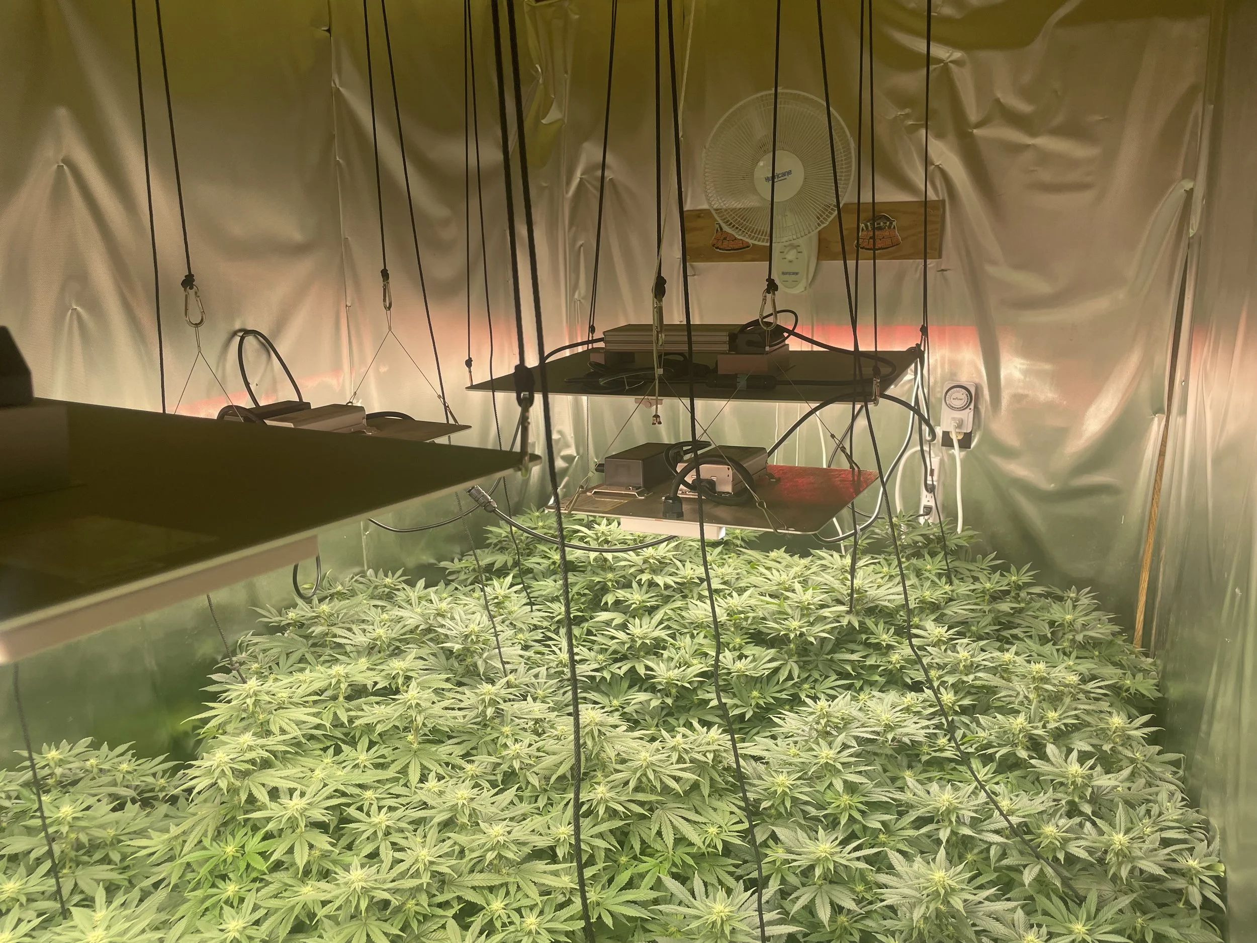 Indoor cannabis grow room with multiple plants under grow lights, surrounded by reflective walls, with electrical equipment and a fan mounted on the back wall.