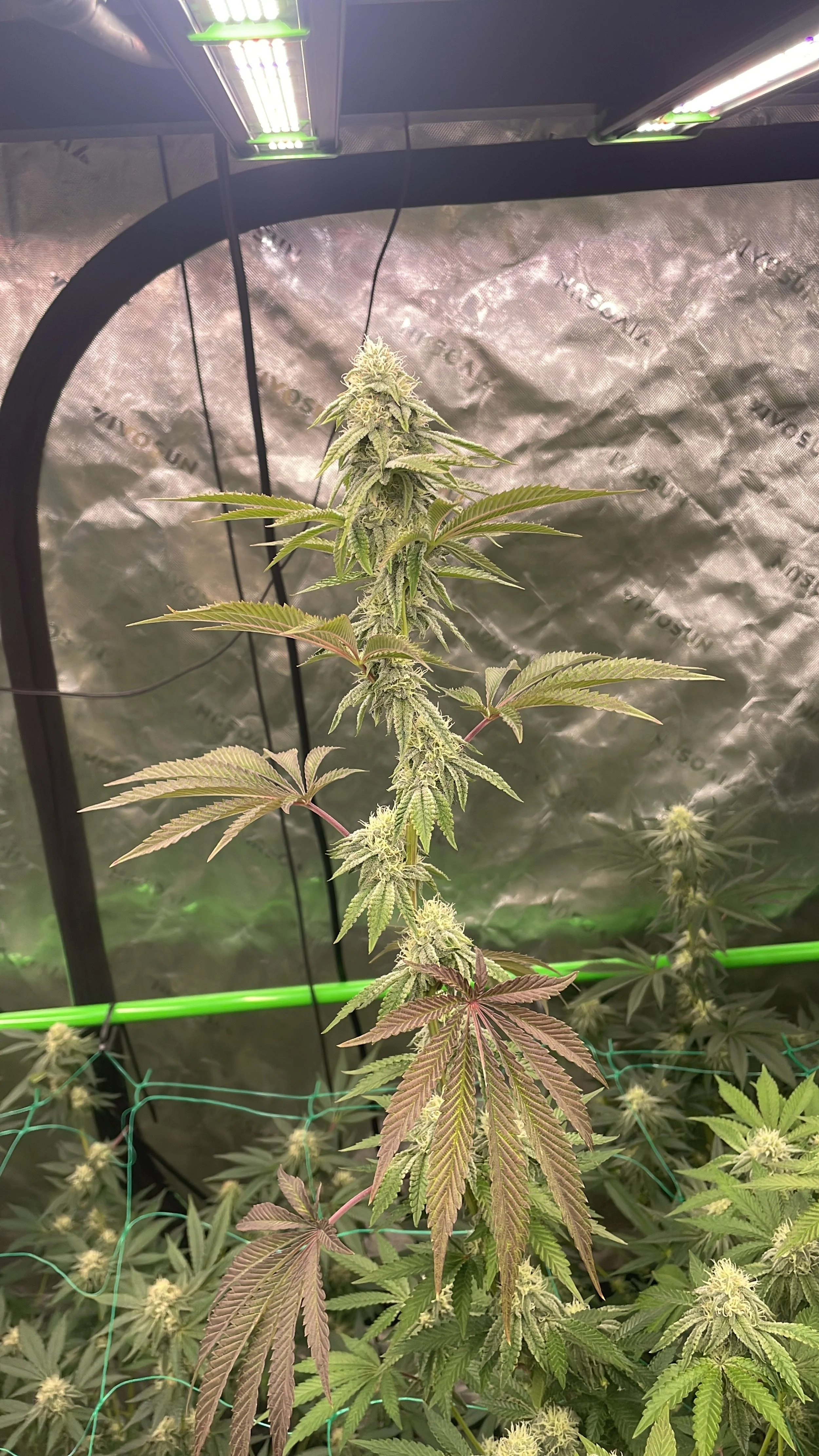 Indoor cannabis plant growing under LED lights with mature buds and fan leaves.