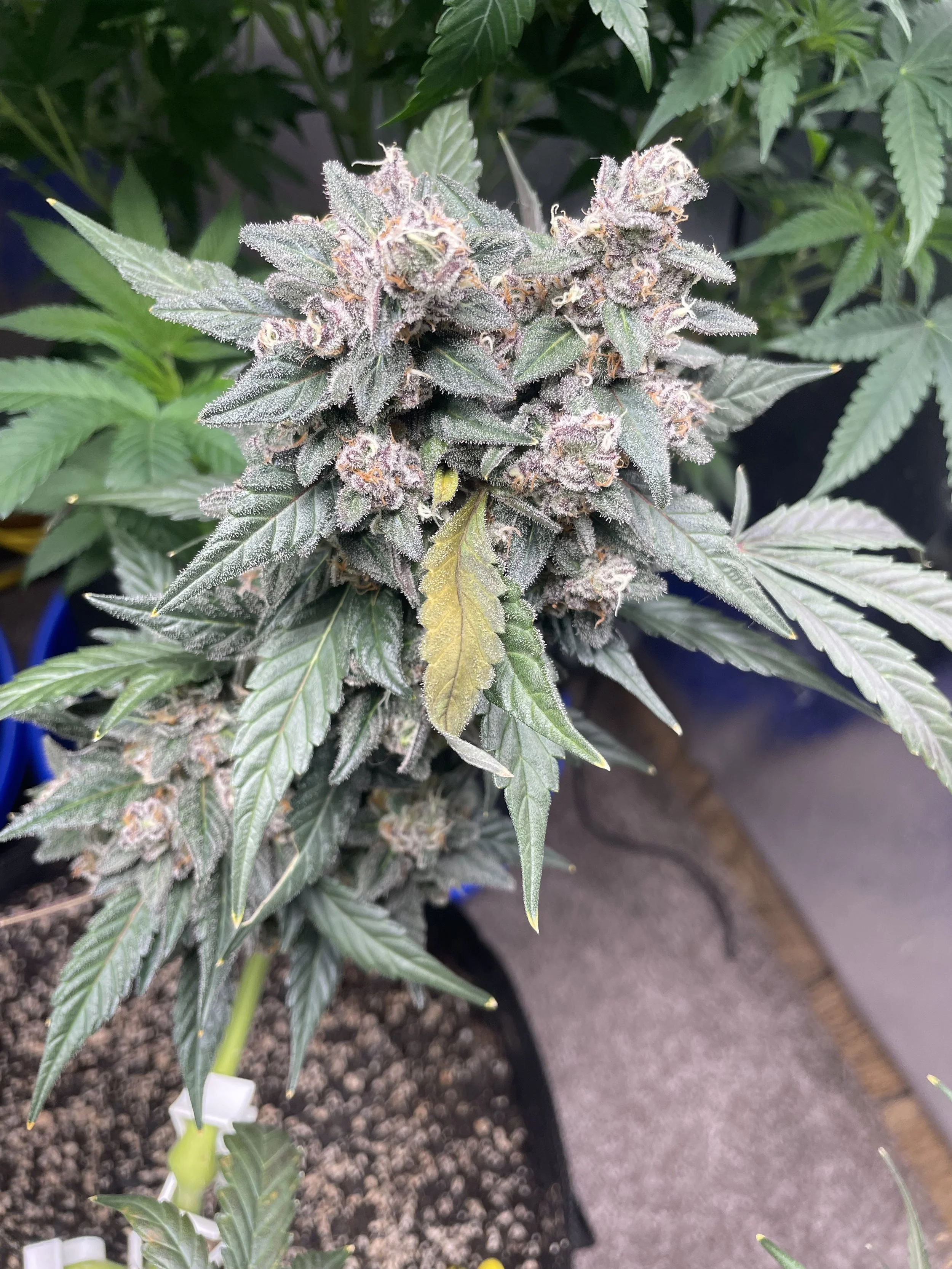 Close-up of a flowering cannabis plant with purple buds, green leaves, and trichomes.