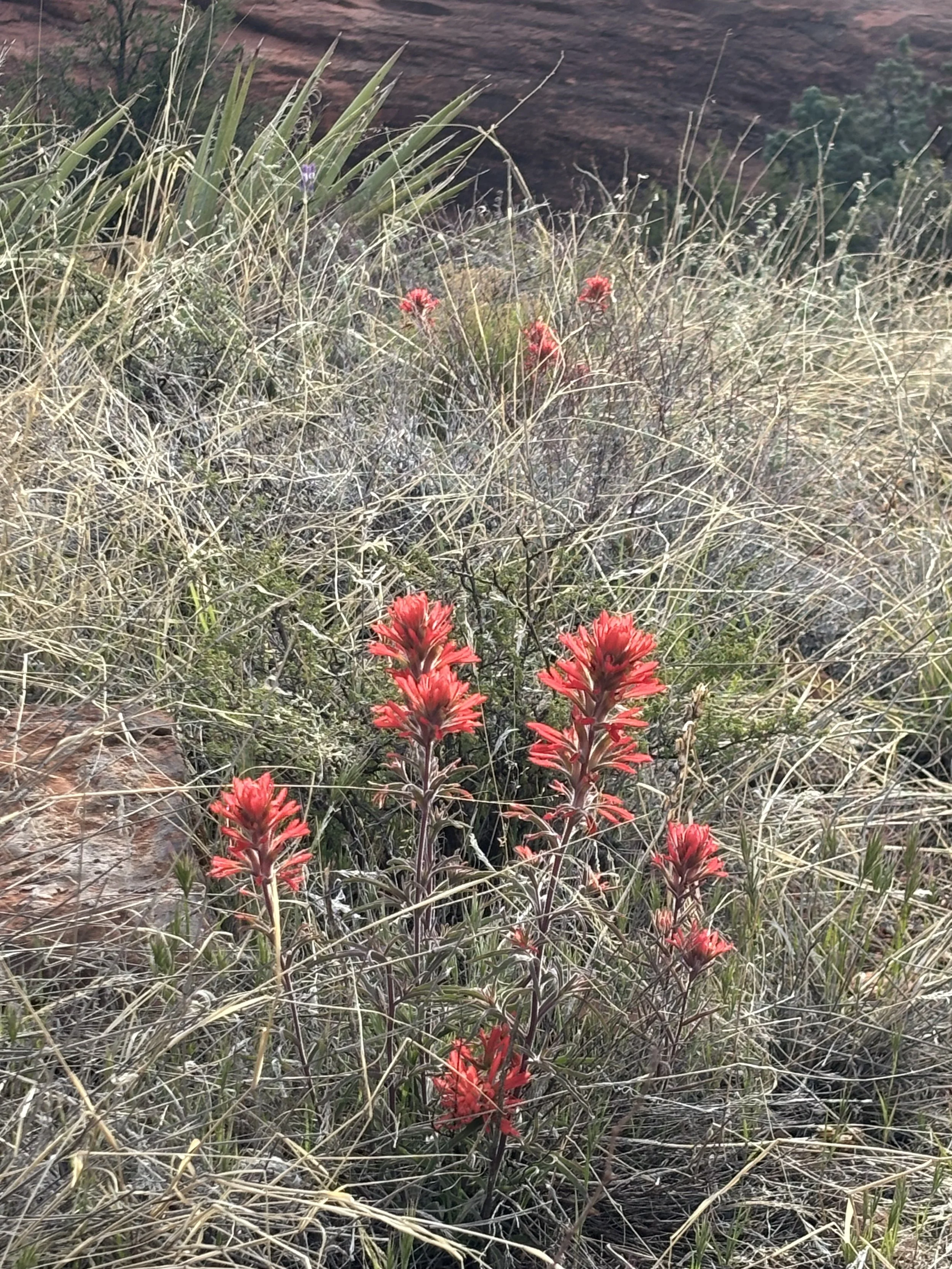 Red Indian Paintbrush flowers growing in dry grassland with brown hill in the background.