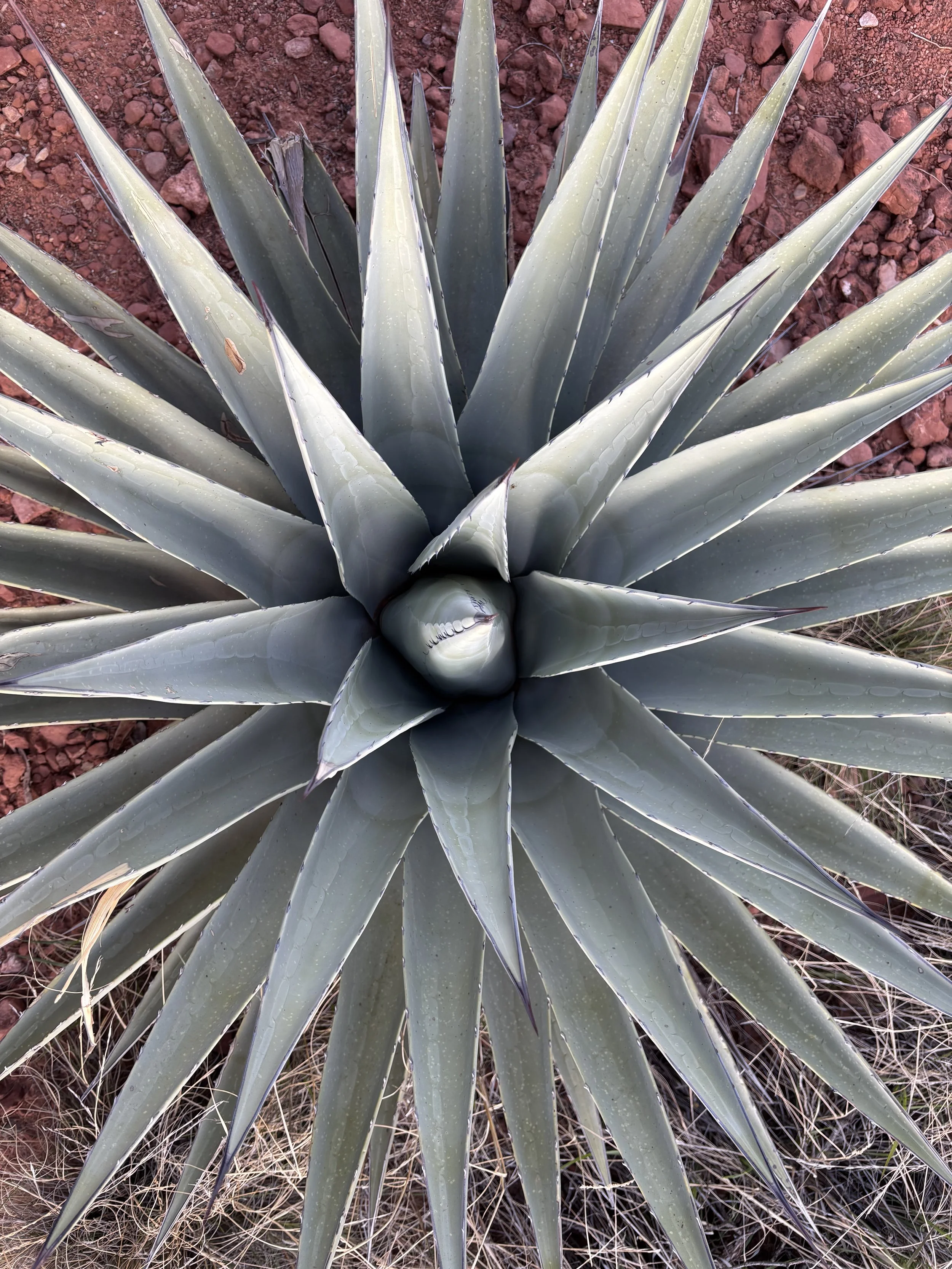 Top view of a large agave plant with long, pointed, silvery-green leaves and water droplets on the leaves, growing in rocky soil.