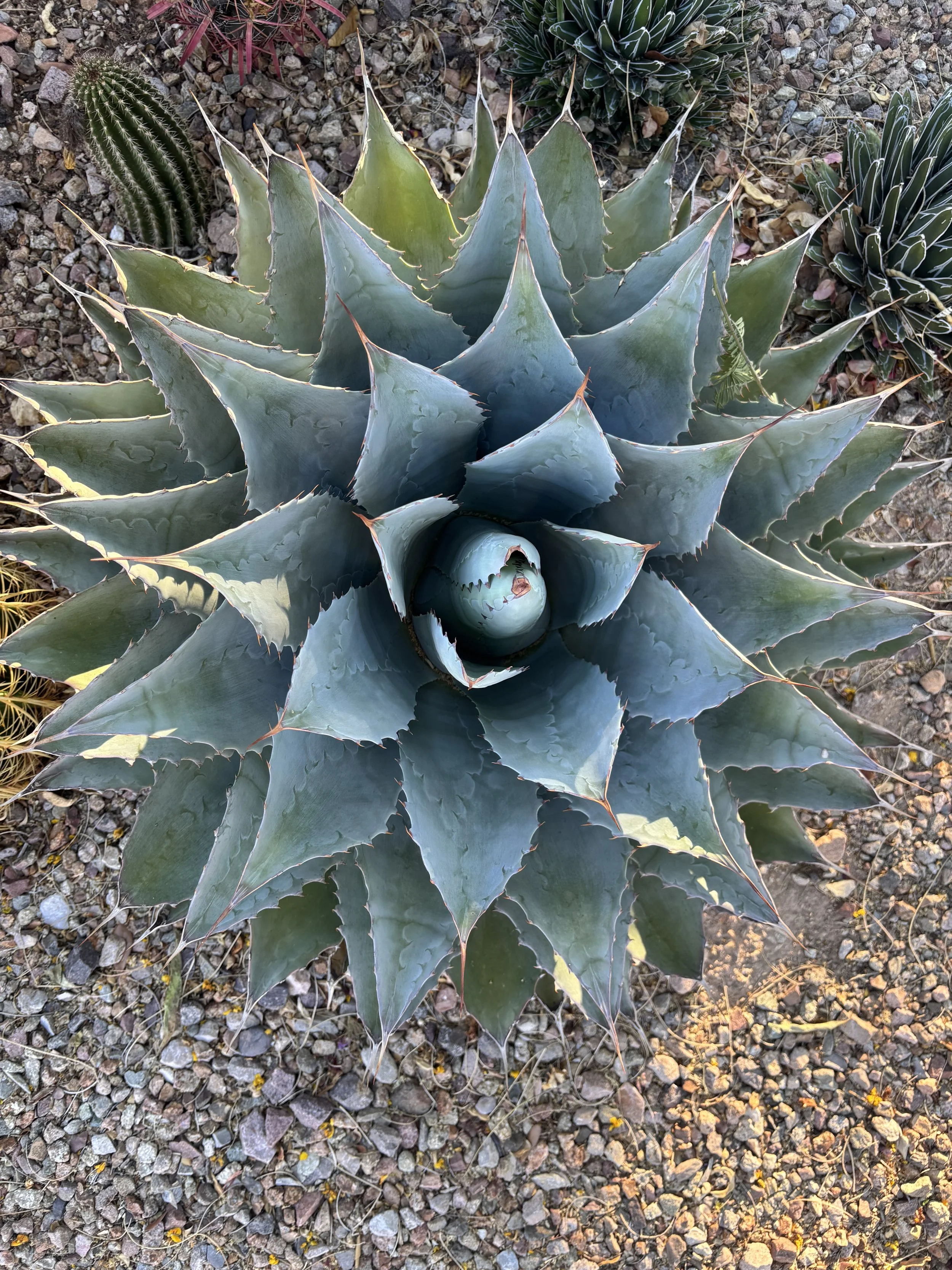 Top-down view of a large blue-green agave plant with pointed, spiny leaves arranged in a rosette pattern, surrounded by small rocks and gravel.