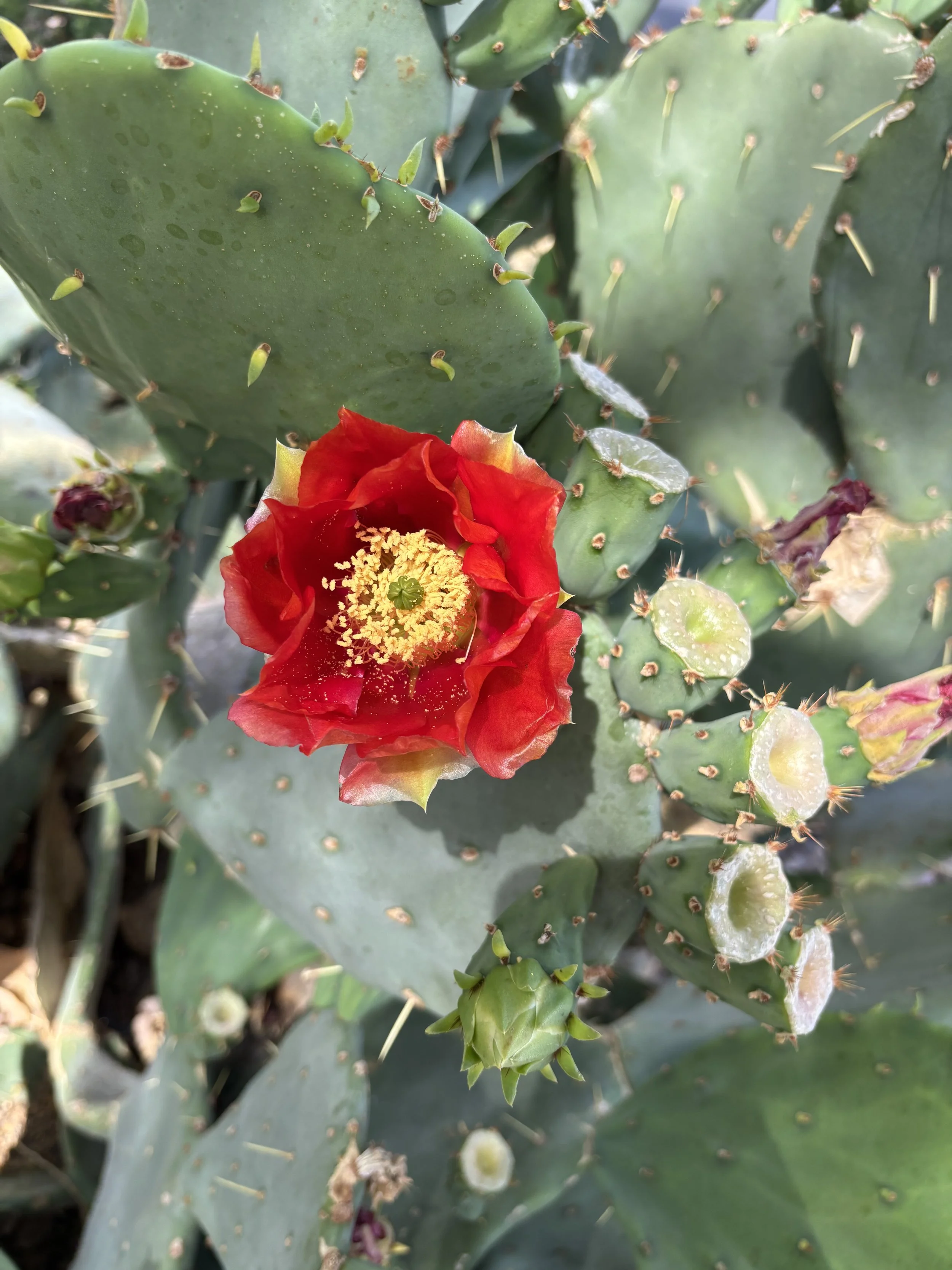A red cactus flower blooming on a prickly pear cactus with green pads and spines.