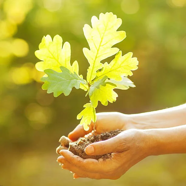 Small Oak tree in hands.jpg
