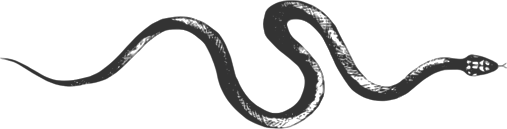 A black and gray snake with a slender body and a distinctive head.