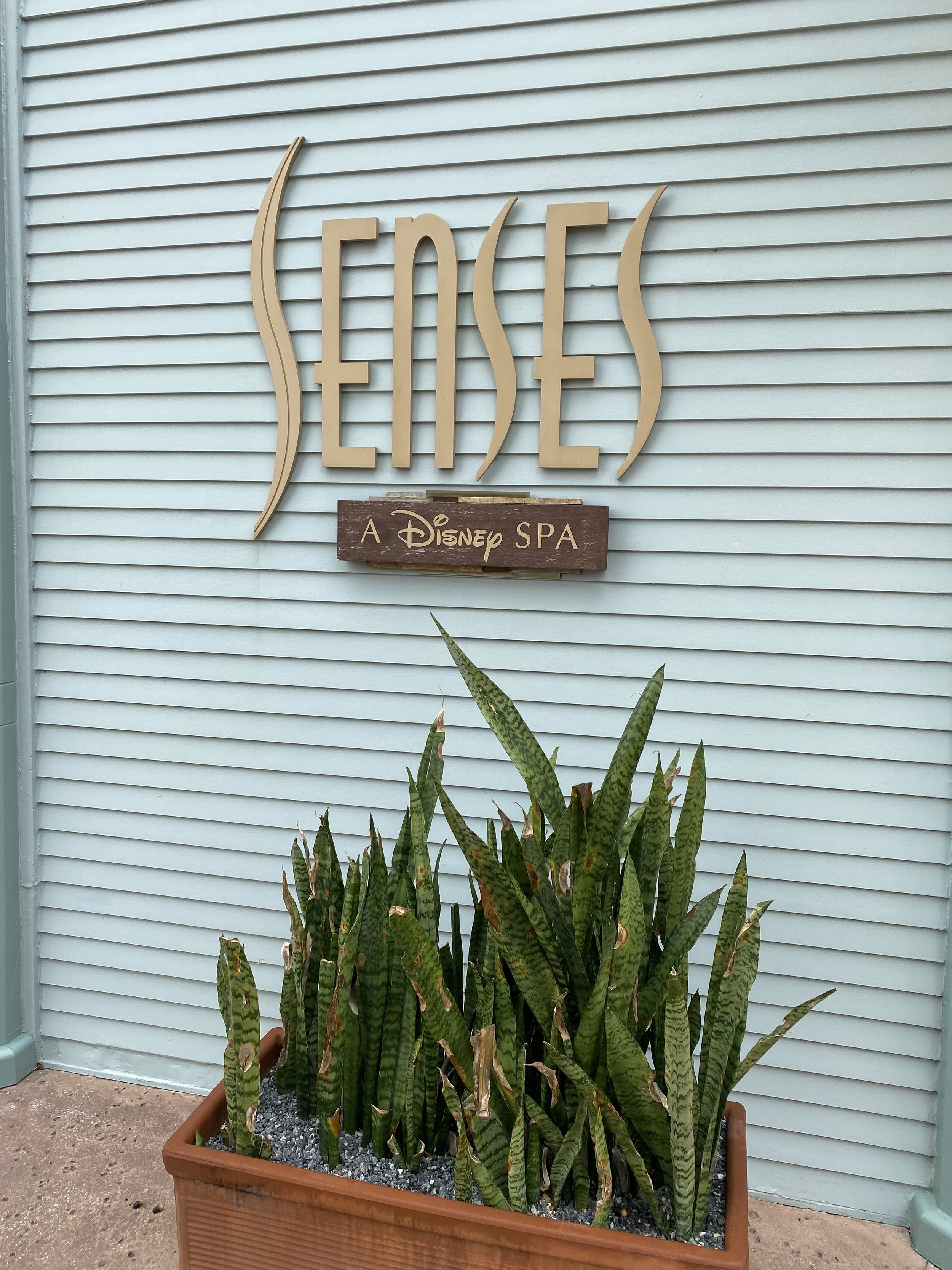 Sign for Eess, a Disney spa, with a potted snake plant in front of it.