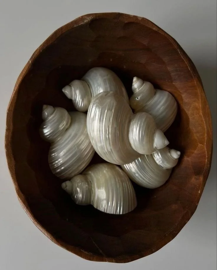 Saturday shells 🐚🐚🐚