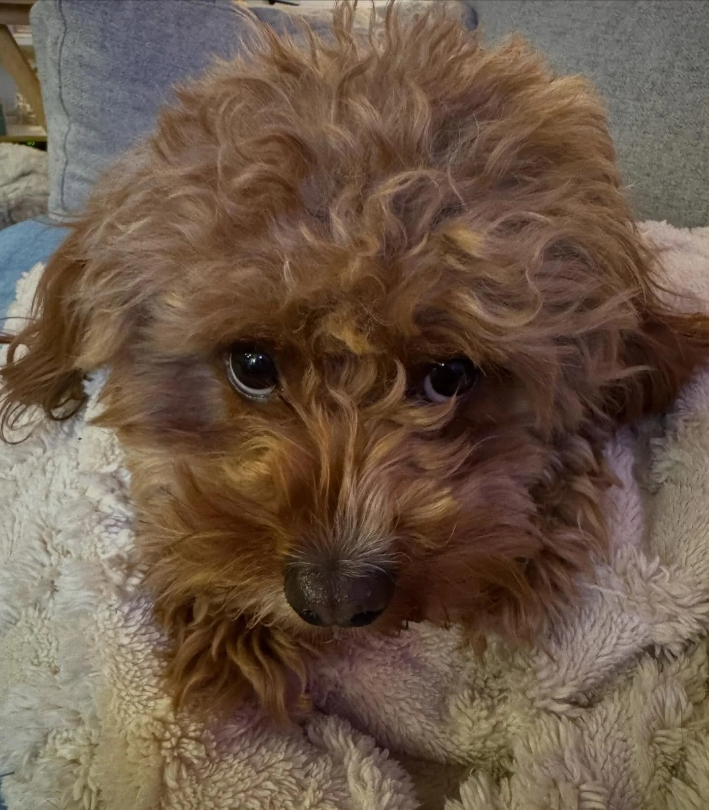 Hopefully this face brings you a dose of dopamine like it does for me 🥰💕
#unfiltered #dopamine #doodles #anchorednervoussystem