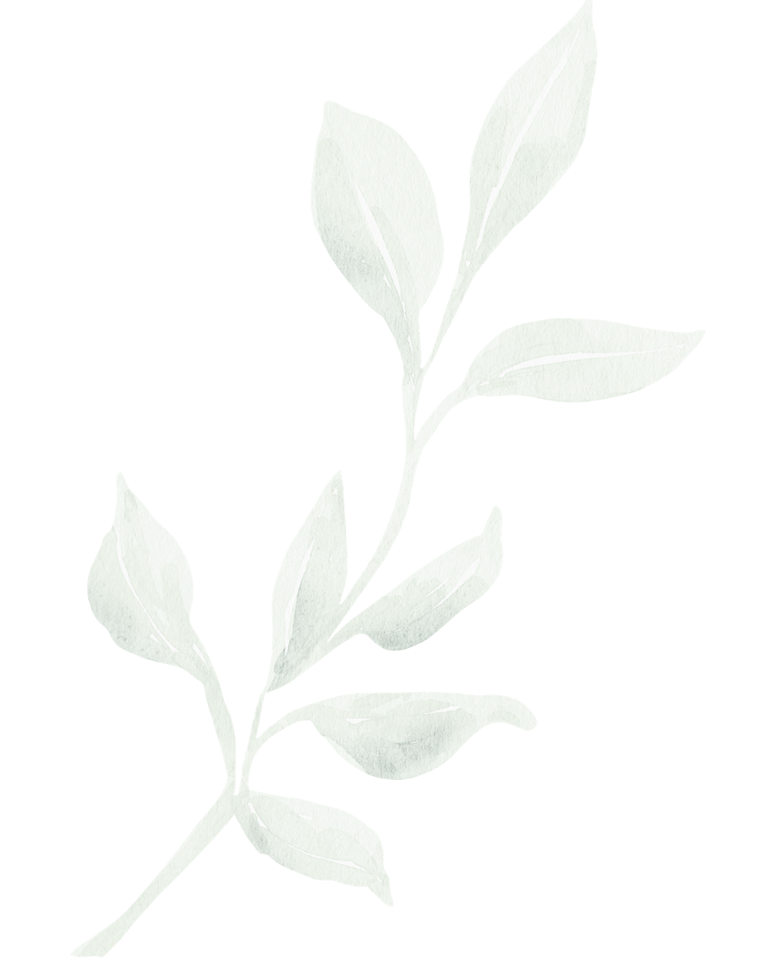 Watercolor illustration of a light green leafy branch against a black background.