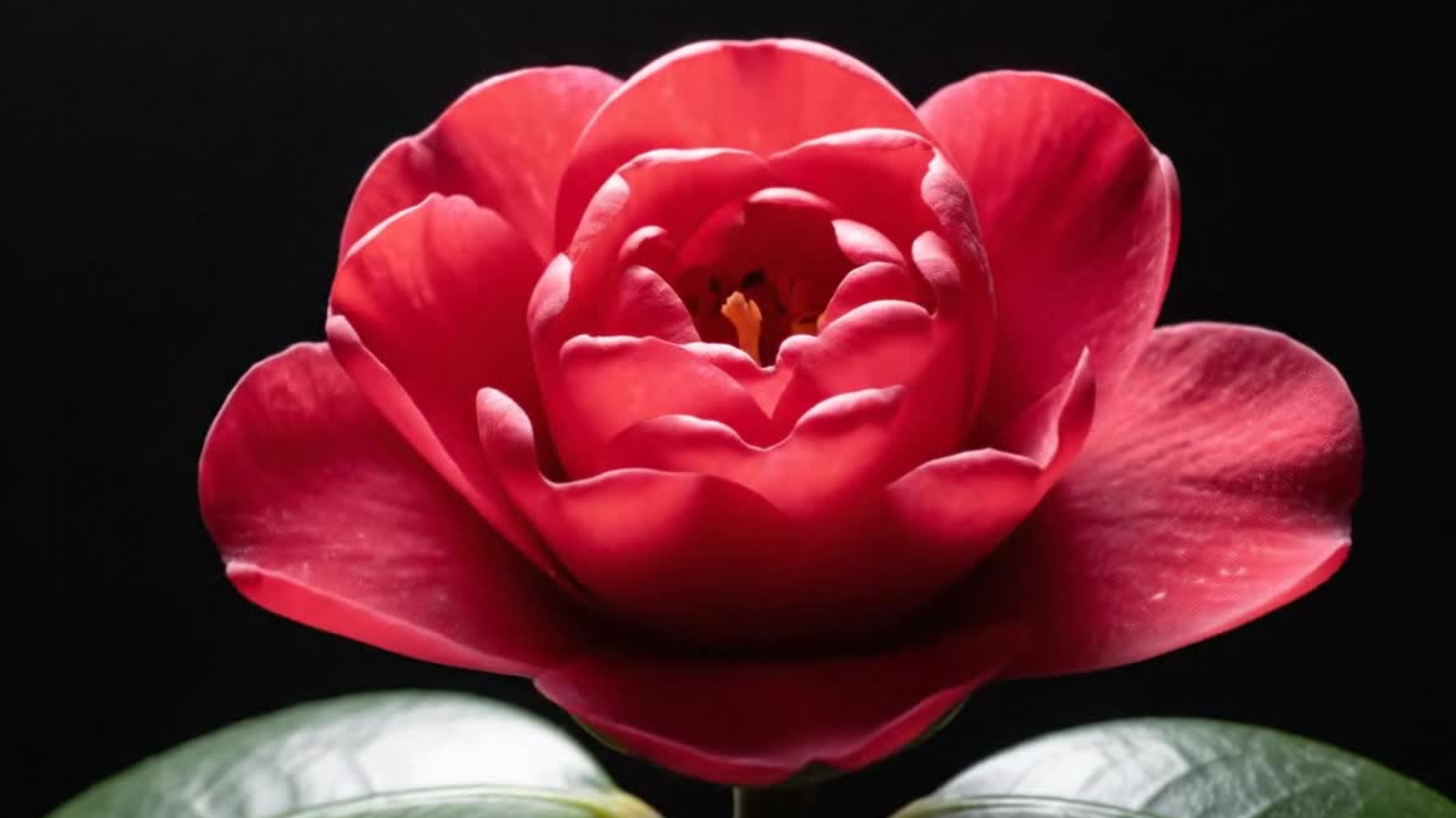 Hjertebank i overgangsalderen – hormonell årsak eller noe annet?