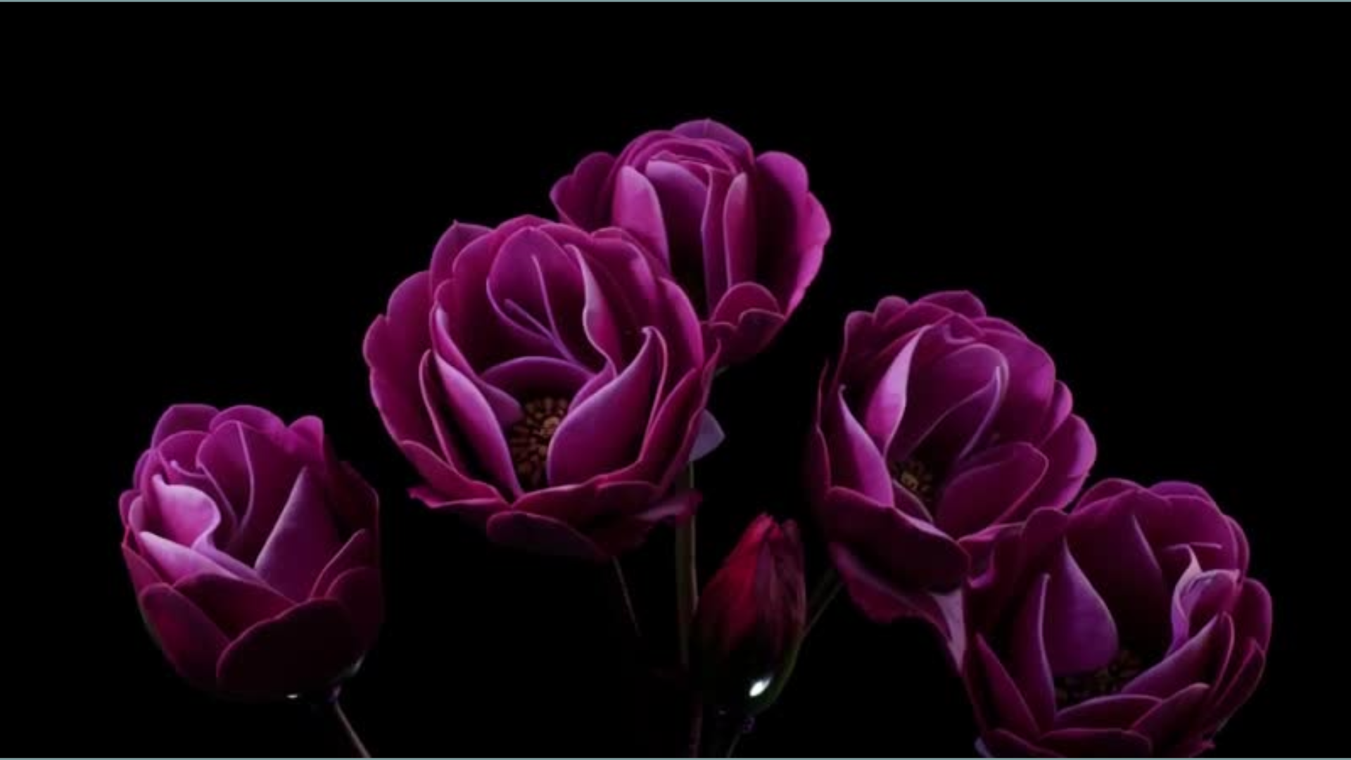 Crowna Flowers 29.png