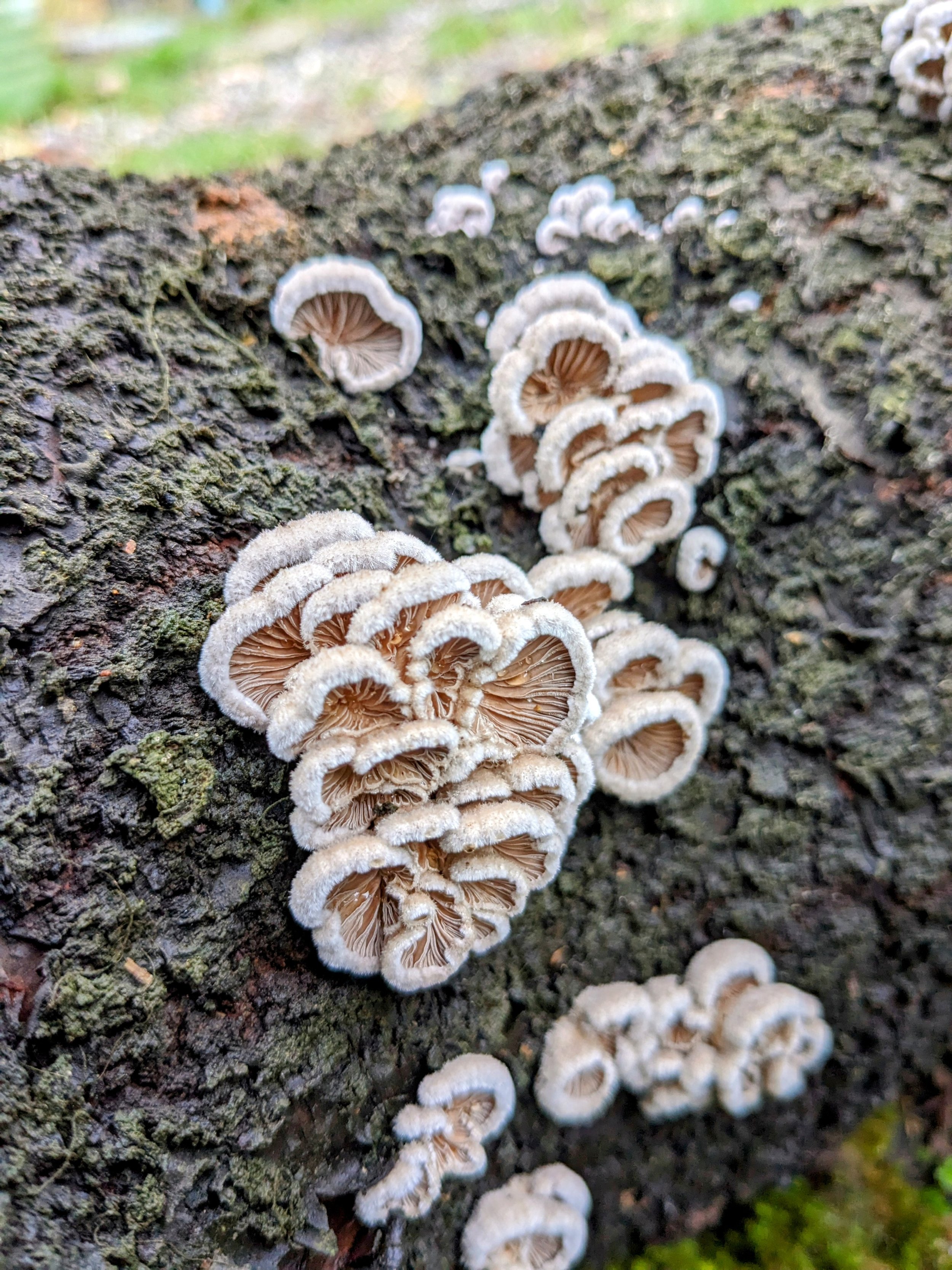 Forêt et biodiversité autour d’un gîte écologique en Occitanie, accueillant retraites yoga, stages de développement personnel et séjours de ressourcement. Écolieu rural dans l’Aude, où la faune et la flore évoluent librement, sans mise en scène, au s