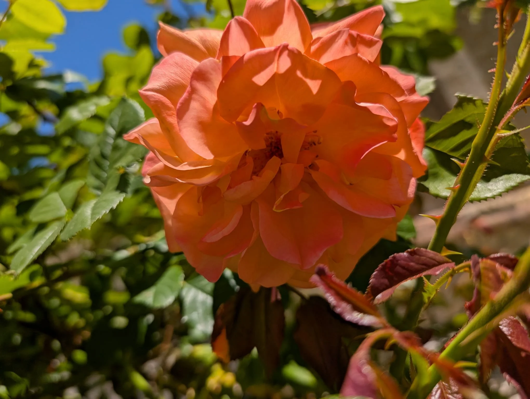 Une rose orange en plein floraison dans un jardin, avec des feuilles vertes et un ciel bleu en arrière-plan. Biodiversité au Domaine de Maynard, gite de groupe à proximité de Limoux.