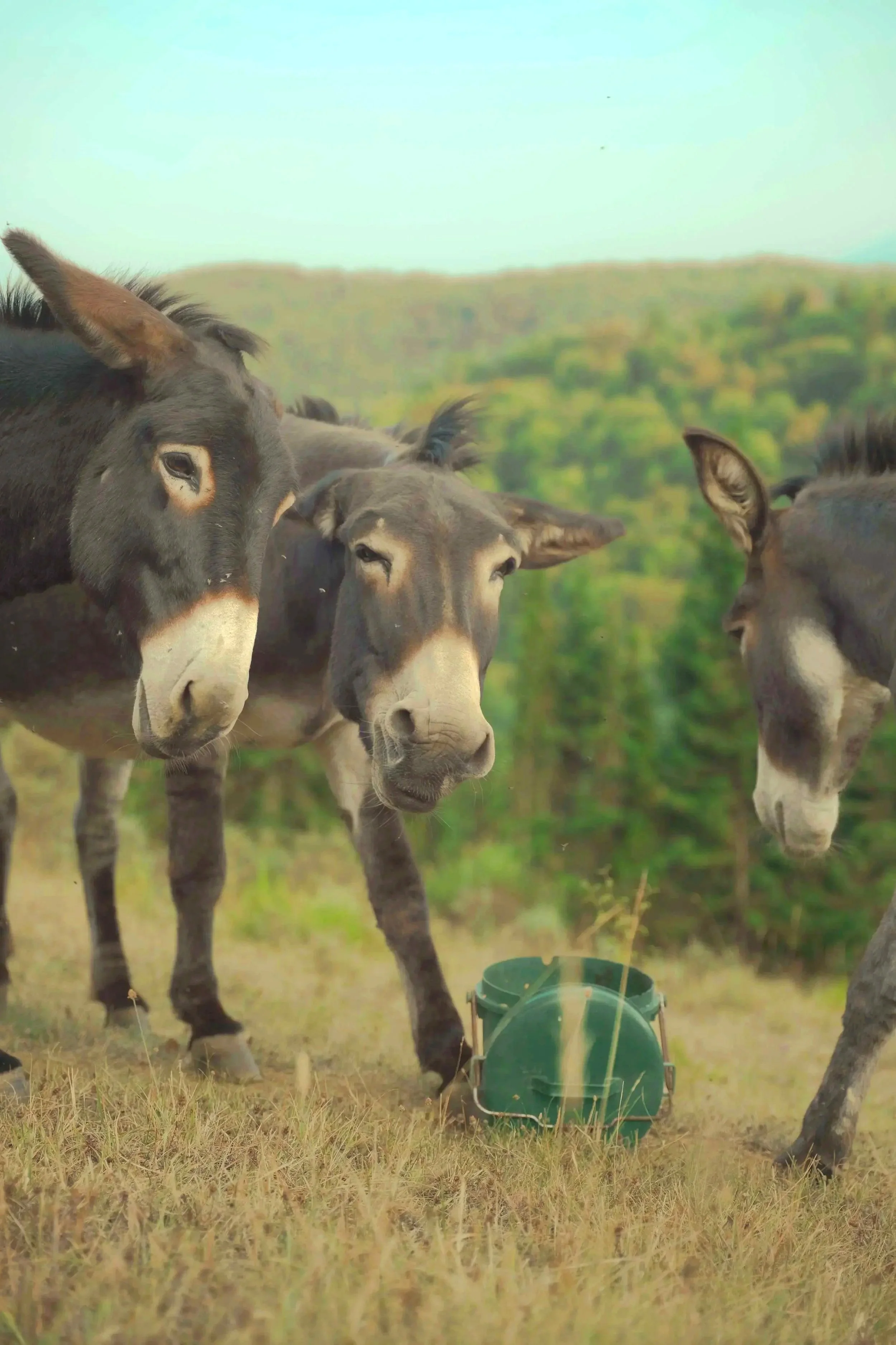 Trois ânes bruns se regroupent autour d'une petite mangeoire verte dans un champ avec des arbres en arrière-plan au Domaine de Maynard, gite de groupe en France.
