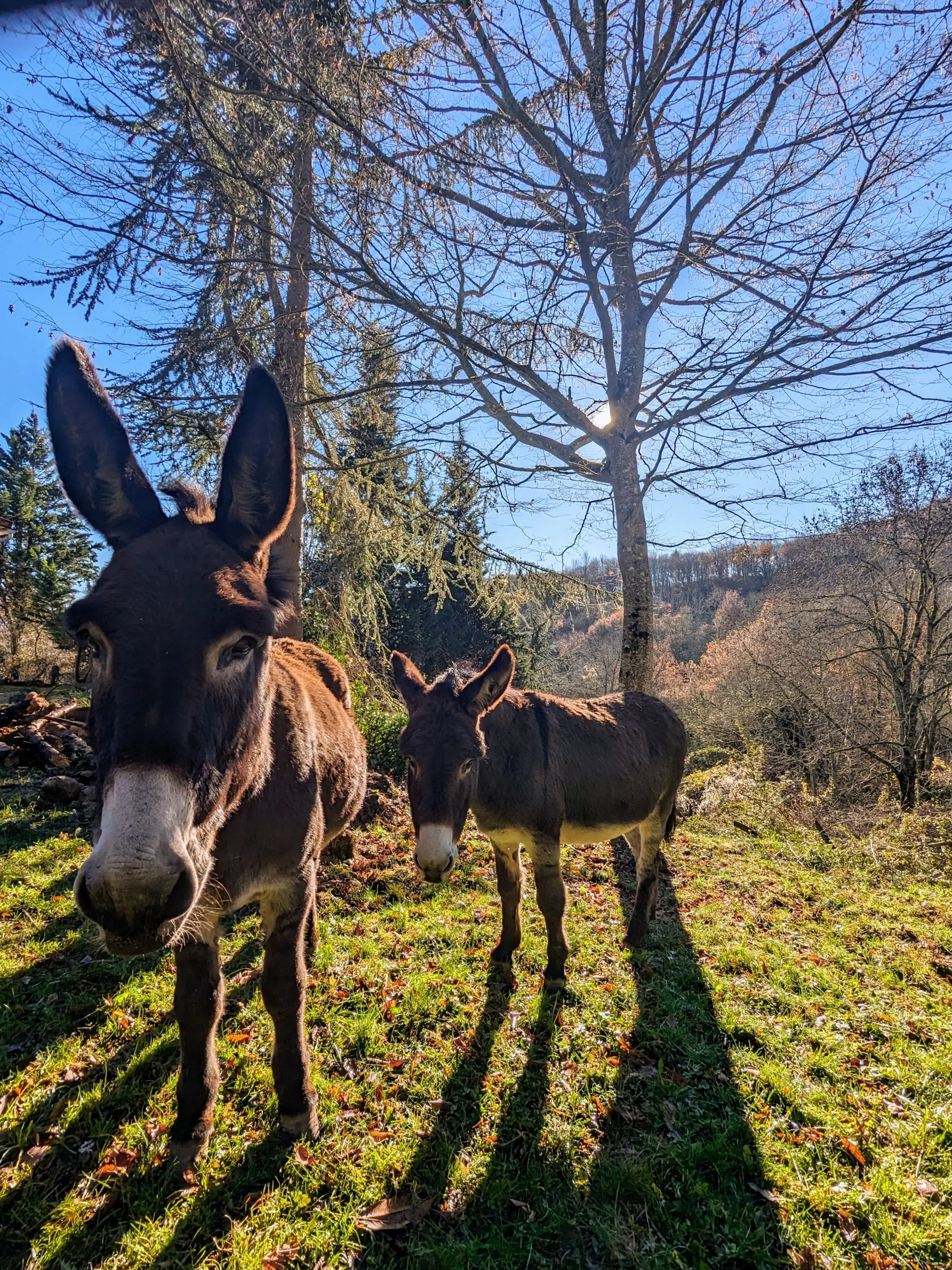 Gîte de groupe en Occitanie pour stages yoga, retraites et formations. Écolieu dans l’Aude avec hébergement 15 personnes et environnement naturel. Ferme avec animaux. 