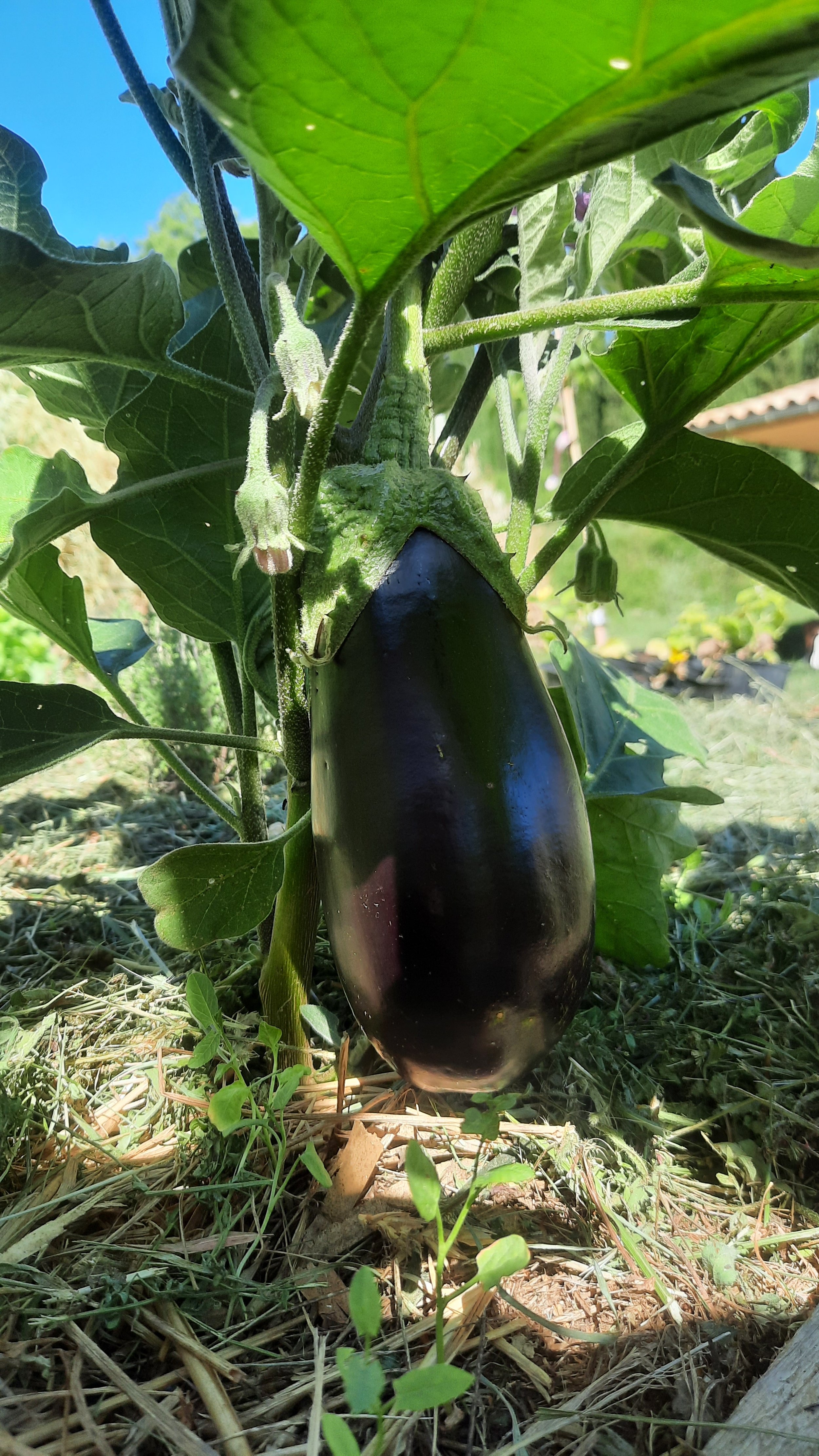 Une aubergine noire suspendue à la plante d'aubergine dans un jardin en plein soleil au potager du Domaine de Maynard.