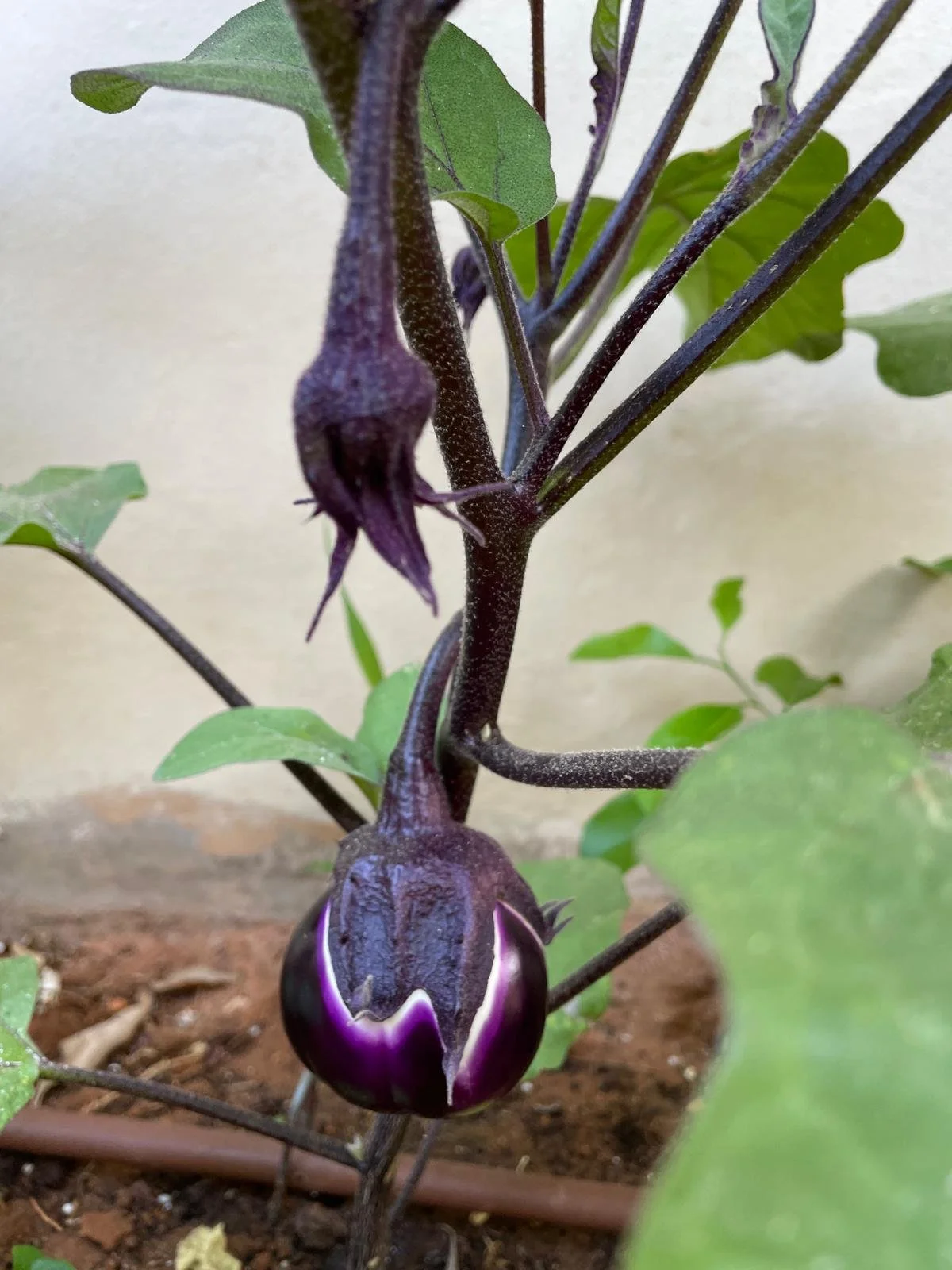 Recettes de cuisine vivante dans un gîte écologique en Occitanie. Inspiration ayurvédique, produits locaux bio, plats digestes pour retraites yoga et stages. Location de gîte de groupe dans l’Aude.