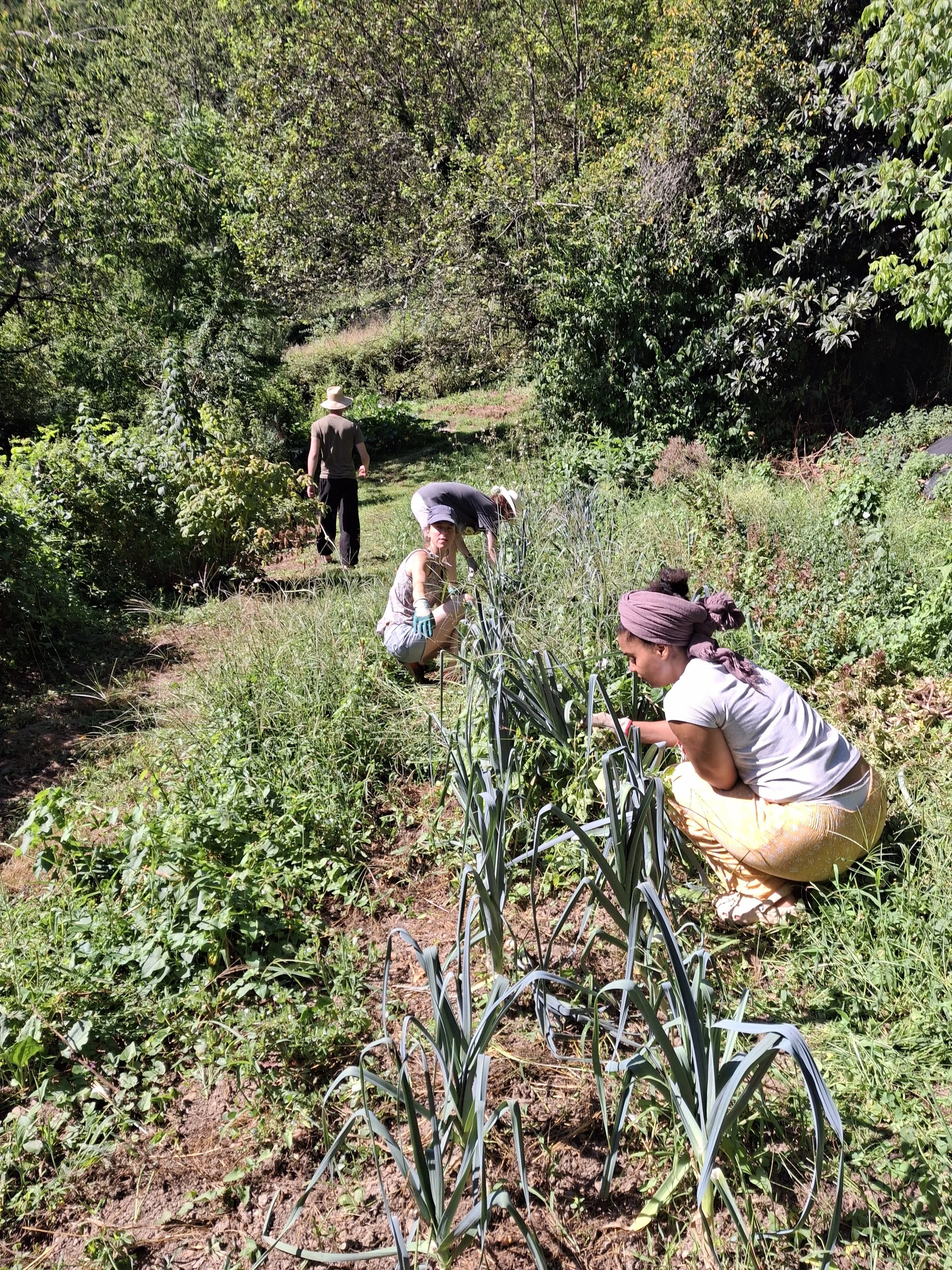 Extérieurs d’un écolieu en Occitanie, pensés pour stages bien-être et retraites yoga. Forêt de 10 hectares, terrasses ouvertes et espaces de recueillement. Location de lieu de stage dans l’Aude, accessible depuis Toulouse et Montpellier.