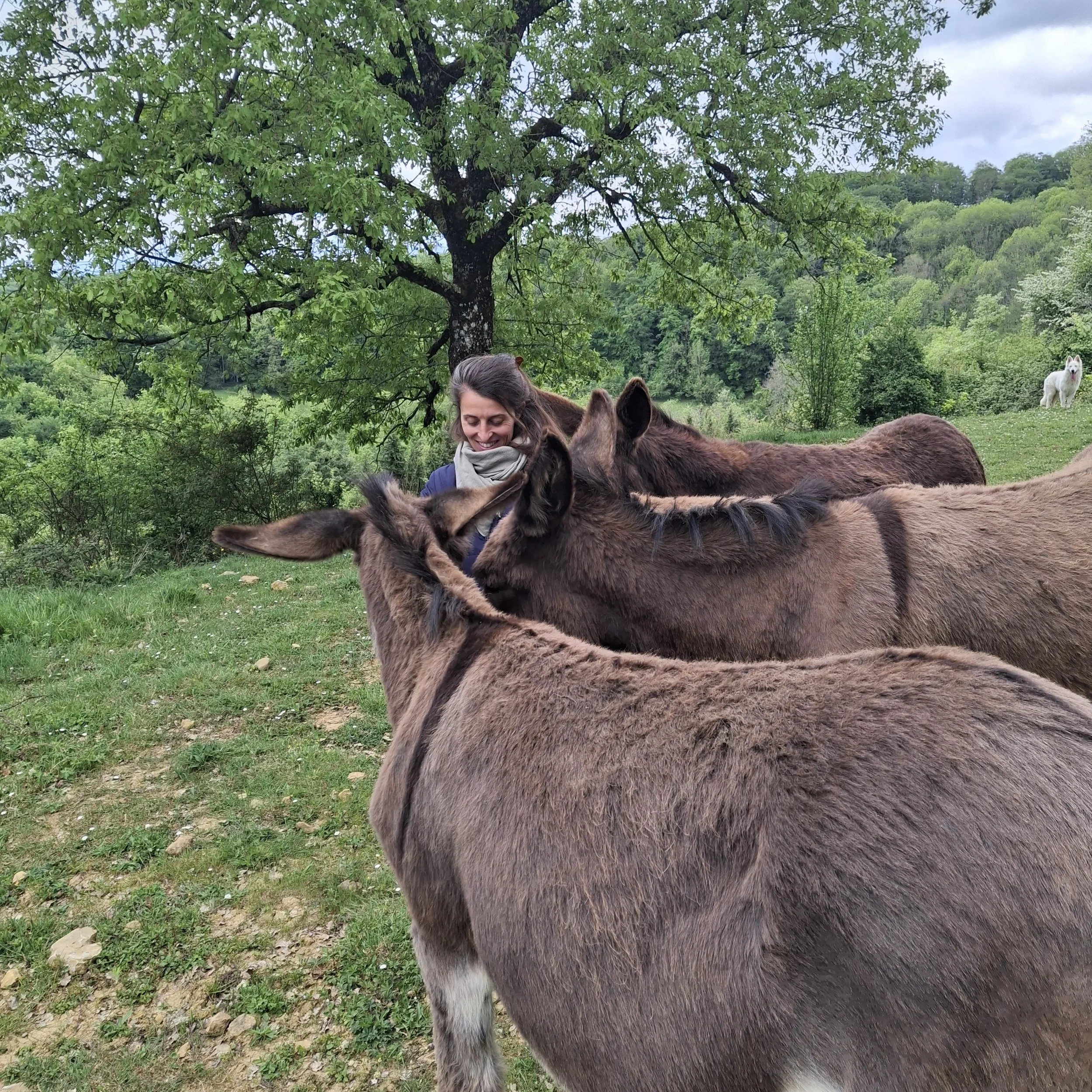 Une femme souriante entourée de plusieurs ânes dans un environnement naturel verdoyant avec un arbre en arrière-plan au Domaine de Maynard, gite pour des stages et retraites de groupe.