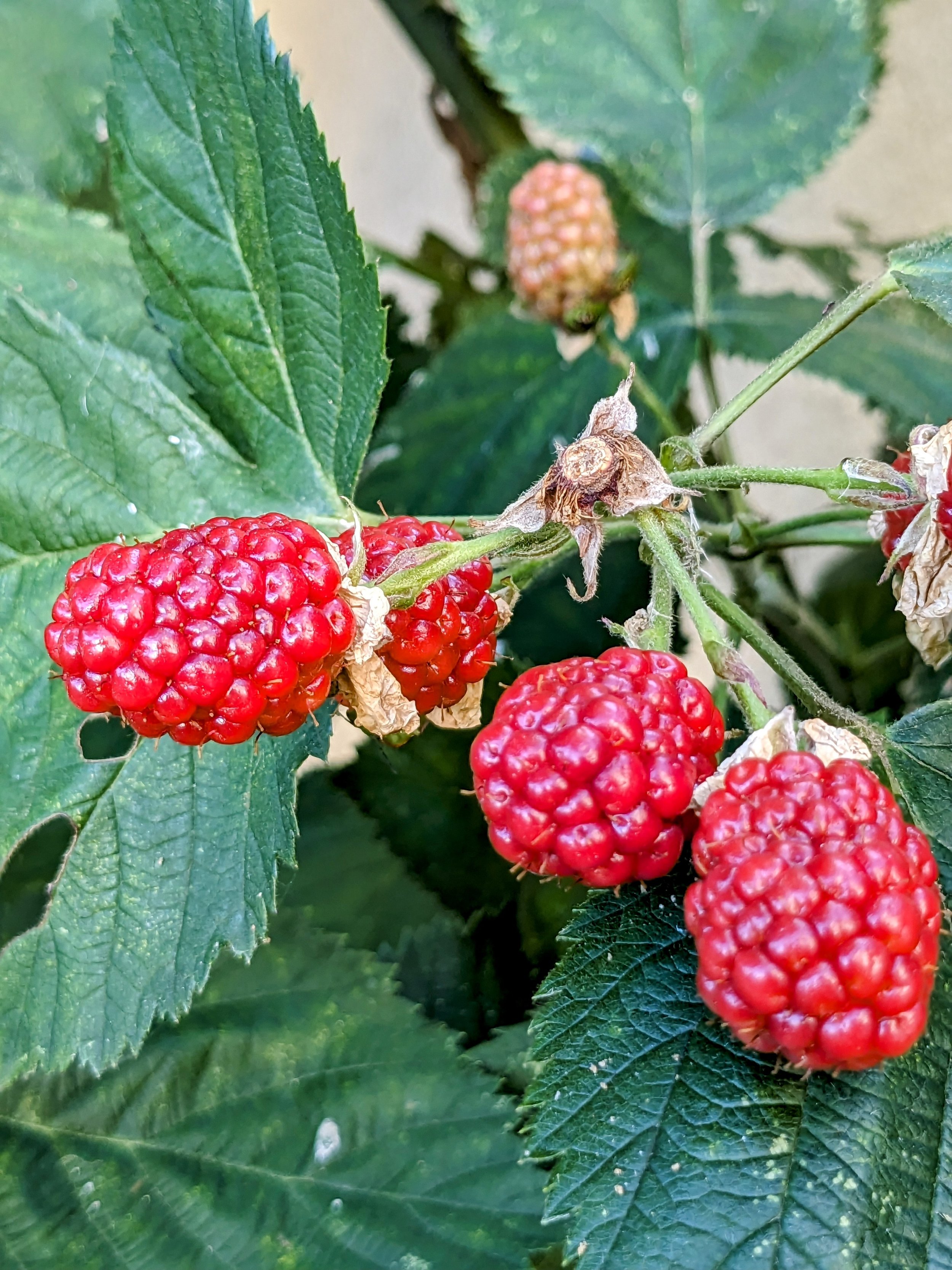 Potager en permaculture d’un écolieu en Occitanie, source directe de la cuisine pour retraites yoga et stages bien-être. Légumes de saison, agriculture vivante. Location de gîte de groupe 15 personnes dans l’Aude.
