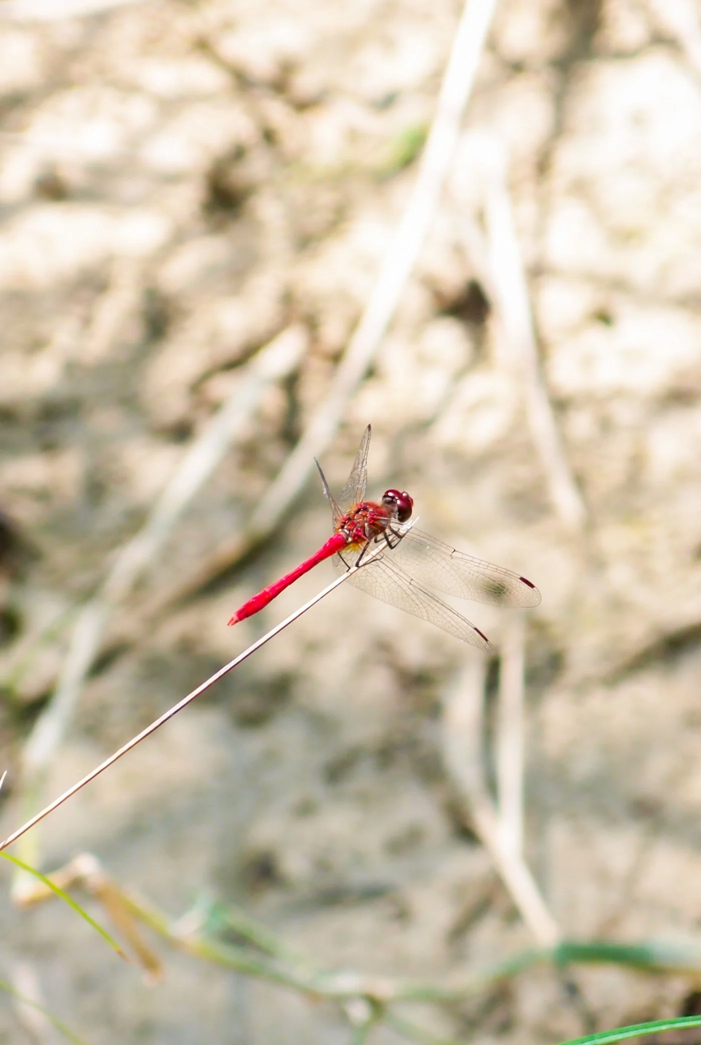 Séjour stage yoga en Occitanie dans un gîte de groupe en pleine nature. Hébergement, salle et cuisine consciente dans l’Aude. Gîte de groupe dans l’Aude, à seulement 30 minutes en voiture de la gare de Limoux.
