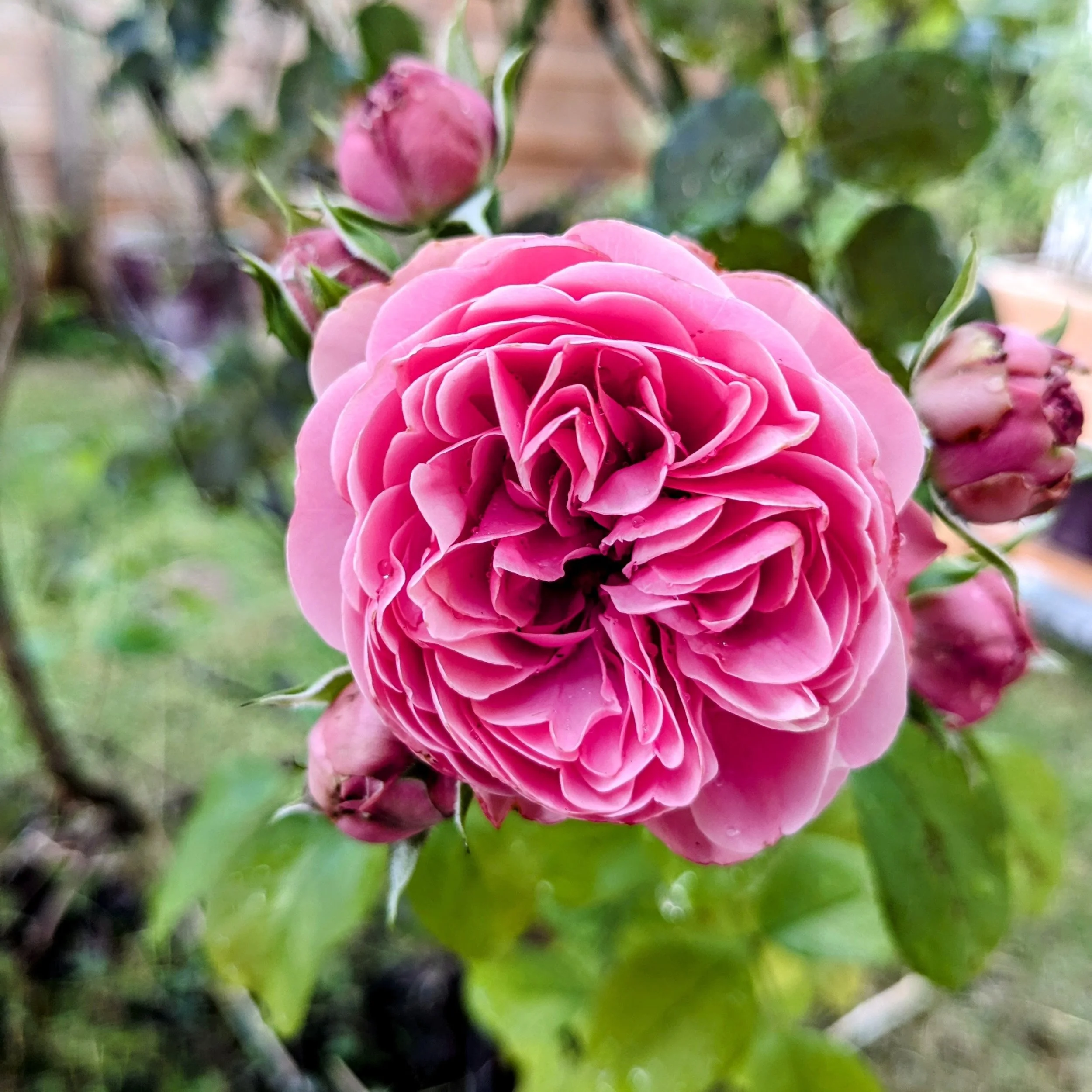 Faune sauvage et flore spontanée d’un gîte de groupe en Occitanie. Chevreuils, oiseaux, insectes et végétation naturelle accompagnent retraites yoga et stages bien-être. Location de lieu de retraite dans l’Aude, proche Ariège, Pyrénées et Carcassonne