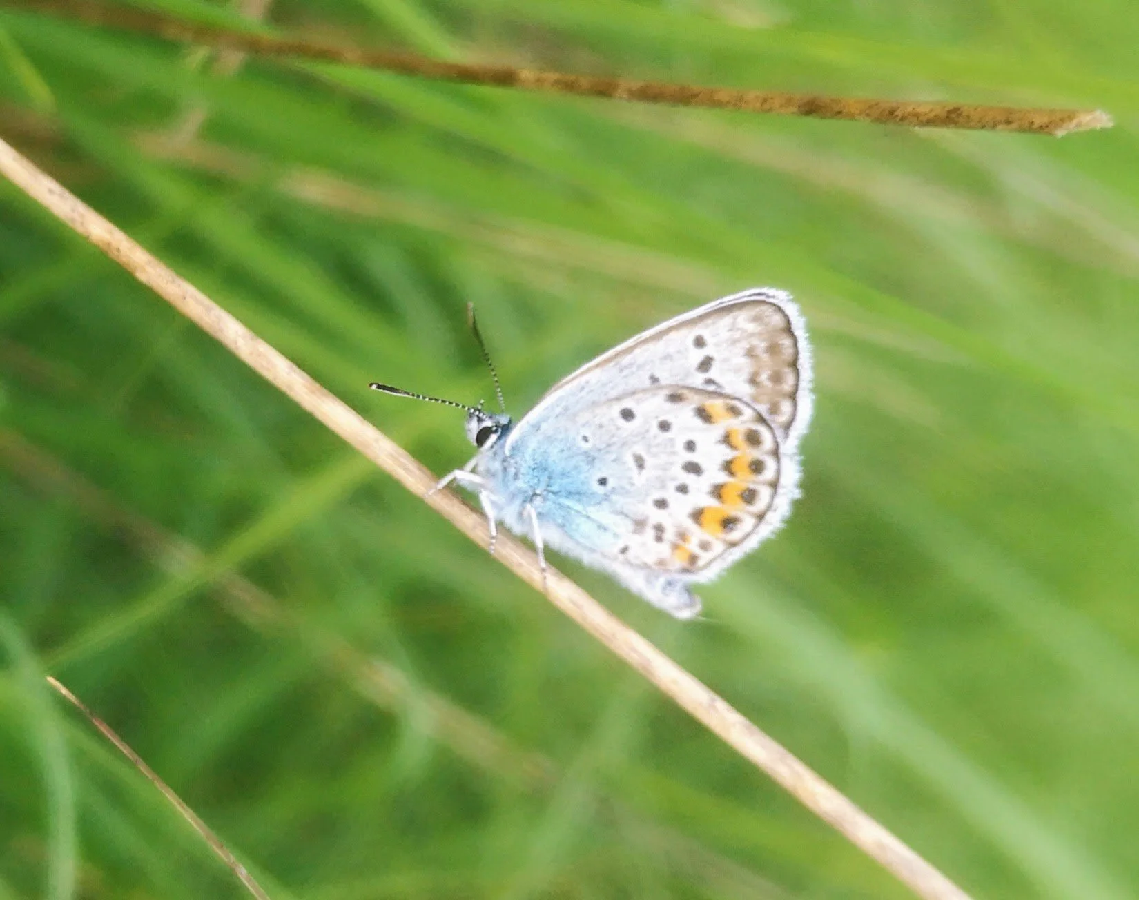 Lieu de retraite yoga en Occitanie avec espaces extérieurs variés : terrasses, forêt, étangs et vue sur le Bugarach. Gîte de groupe 15 personnes, idéal pour stages bien-être et formations dans l’Aude.